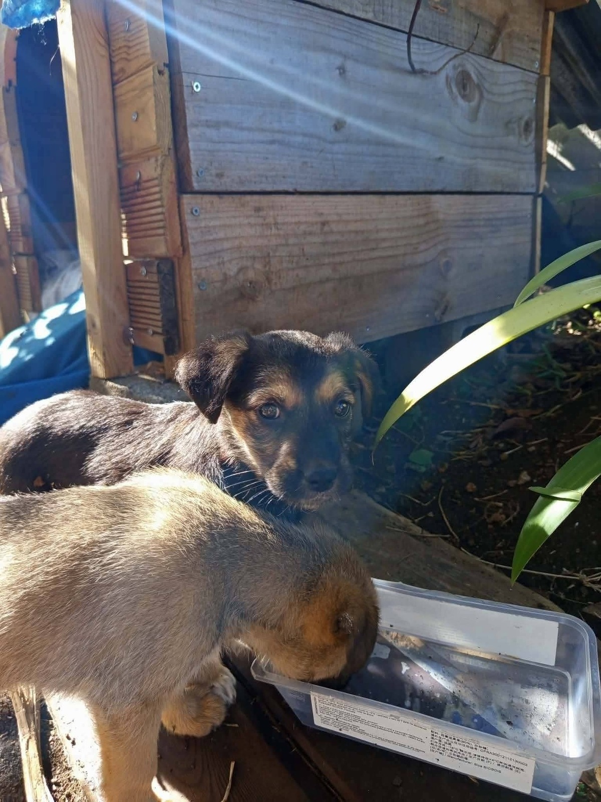Adoption Salaze