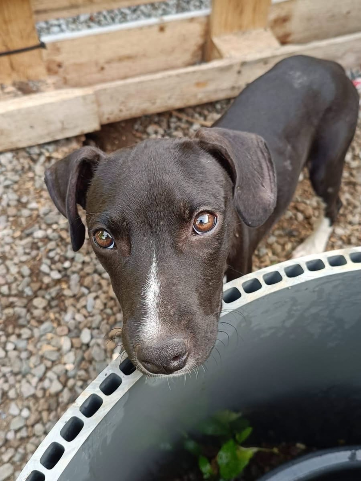 Adoption Bora