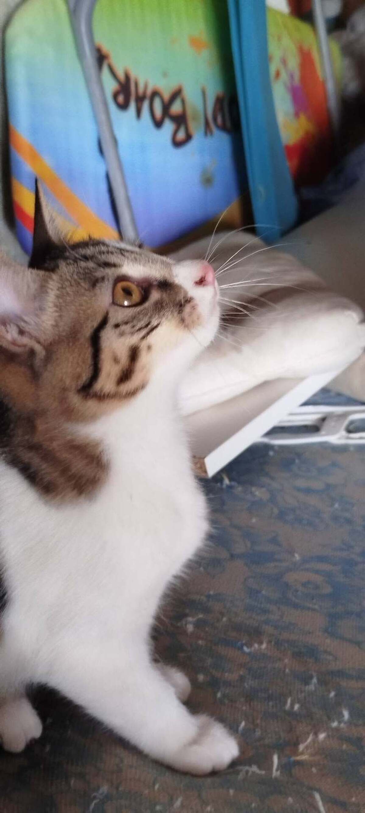 Adoption BARBARA