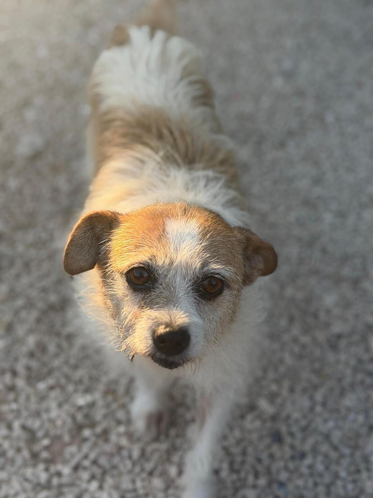 Adoption Pitufa