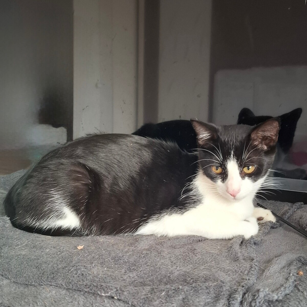 Adoption Bretzel