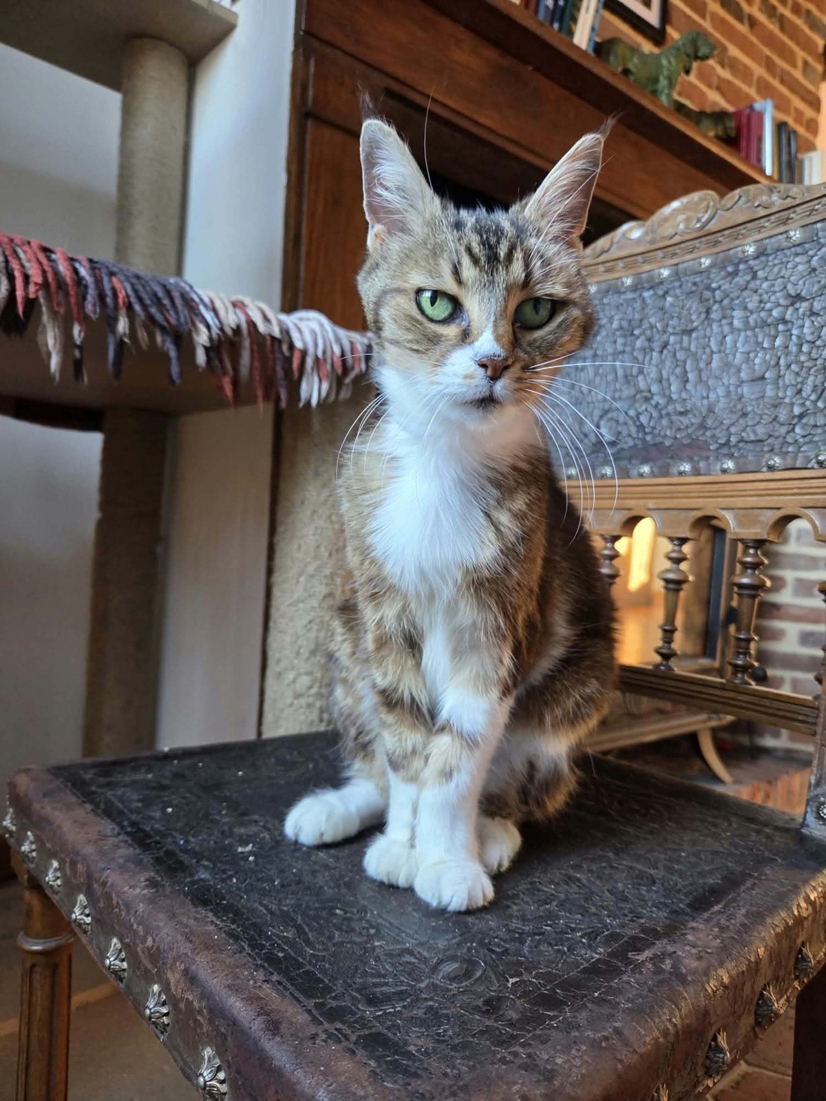 Adoption Tea
