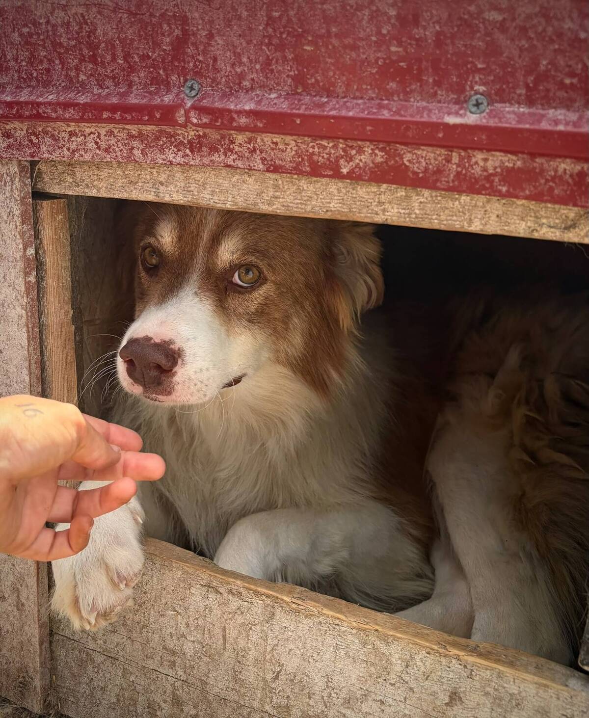 Adoption Echo