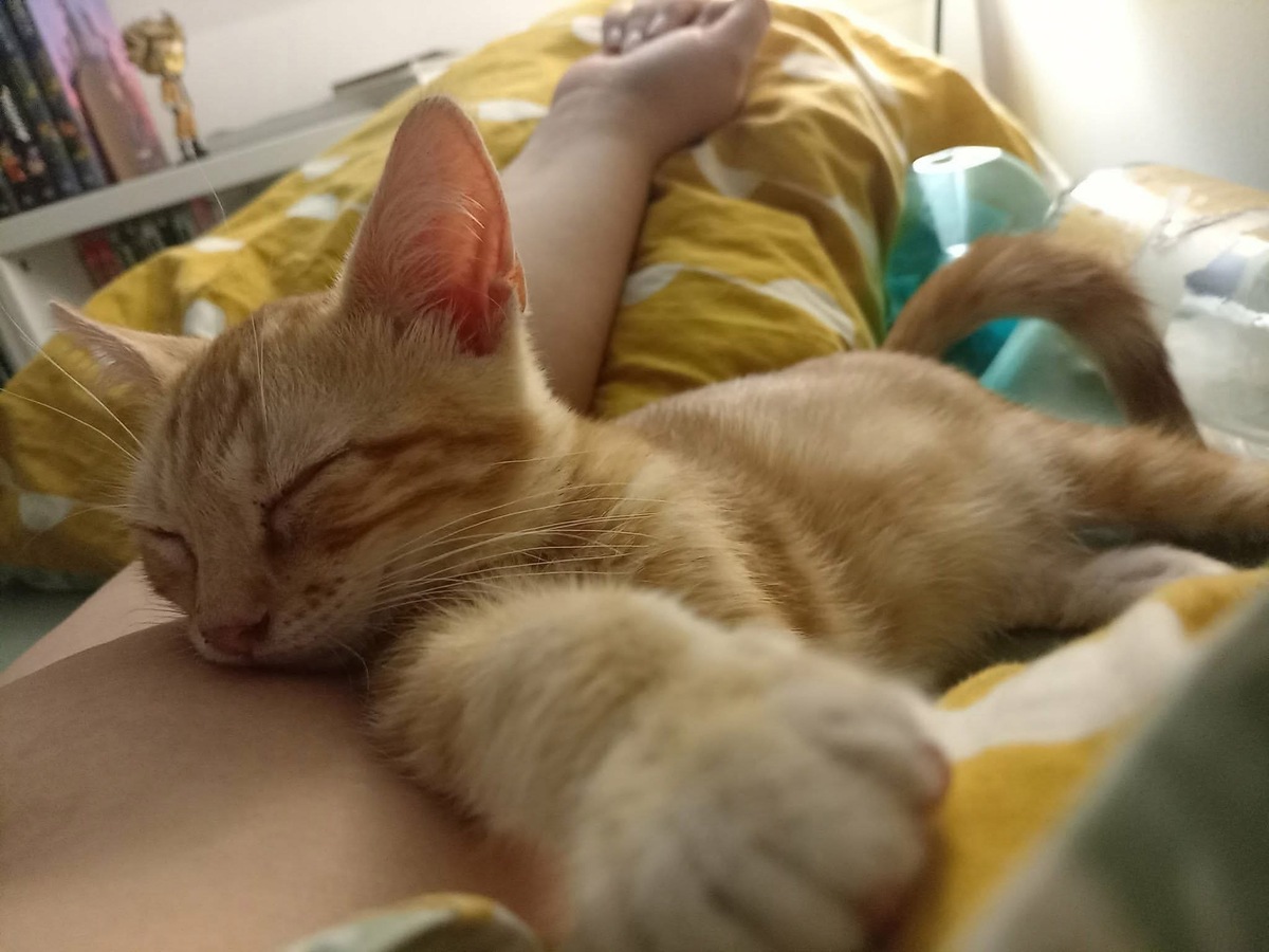 Adoption Topping