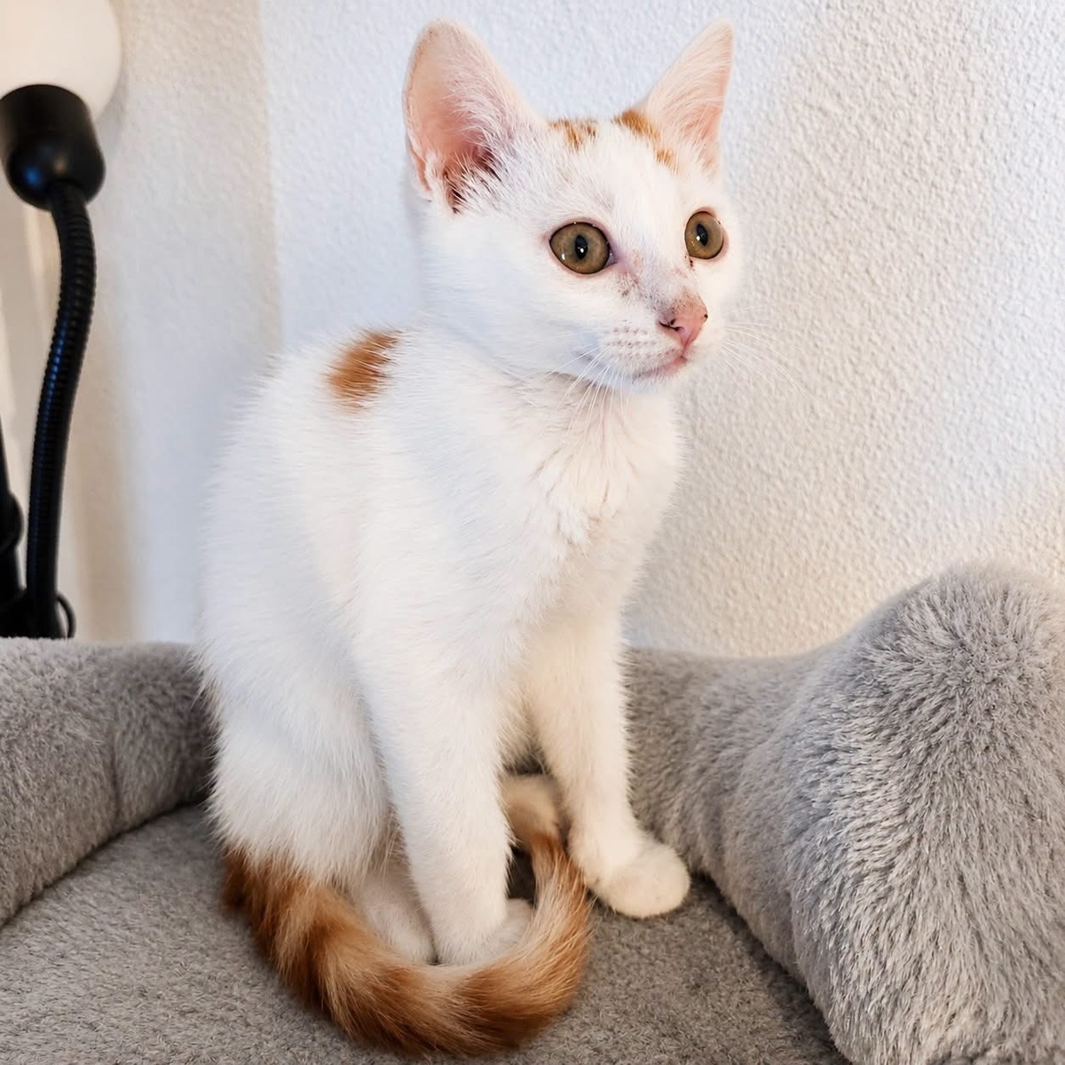 Adoption Blanko