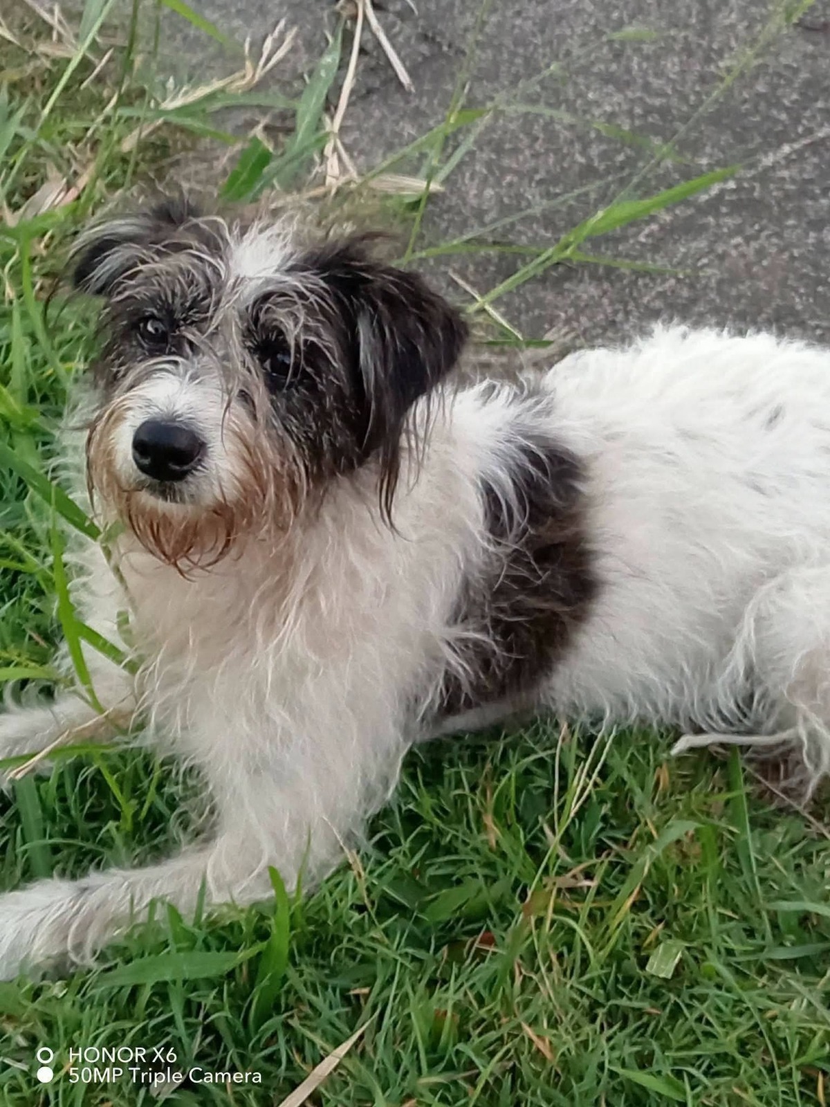 Adoption Suzette 
