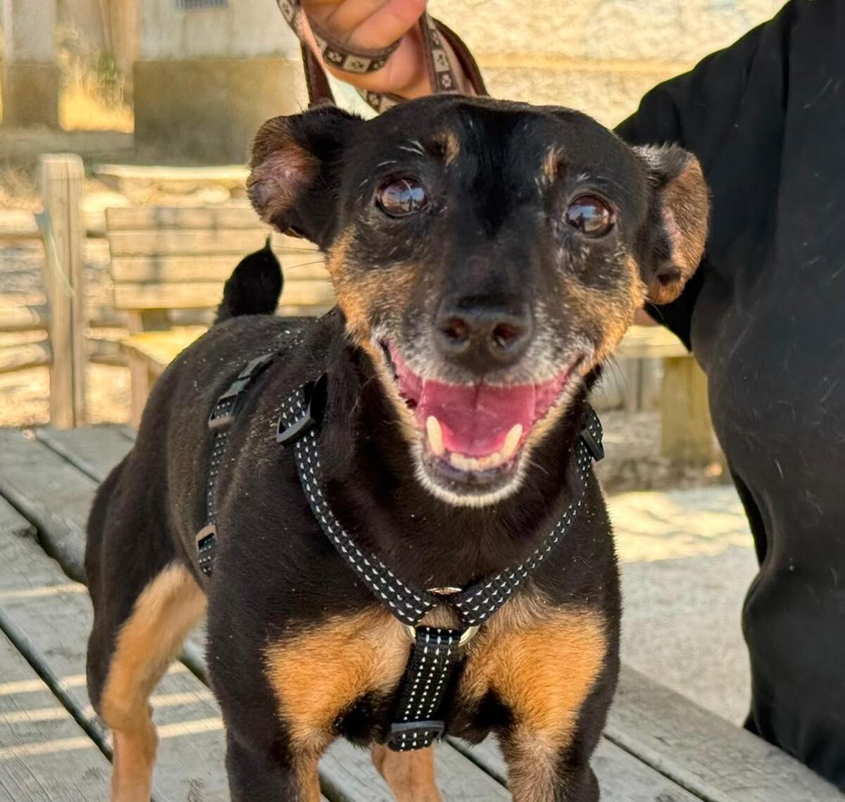 Adoption Cara