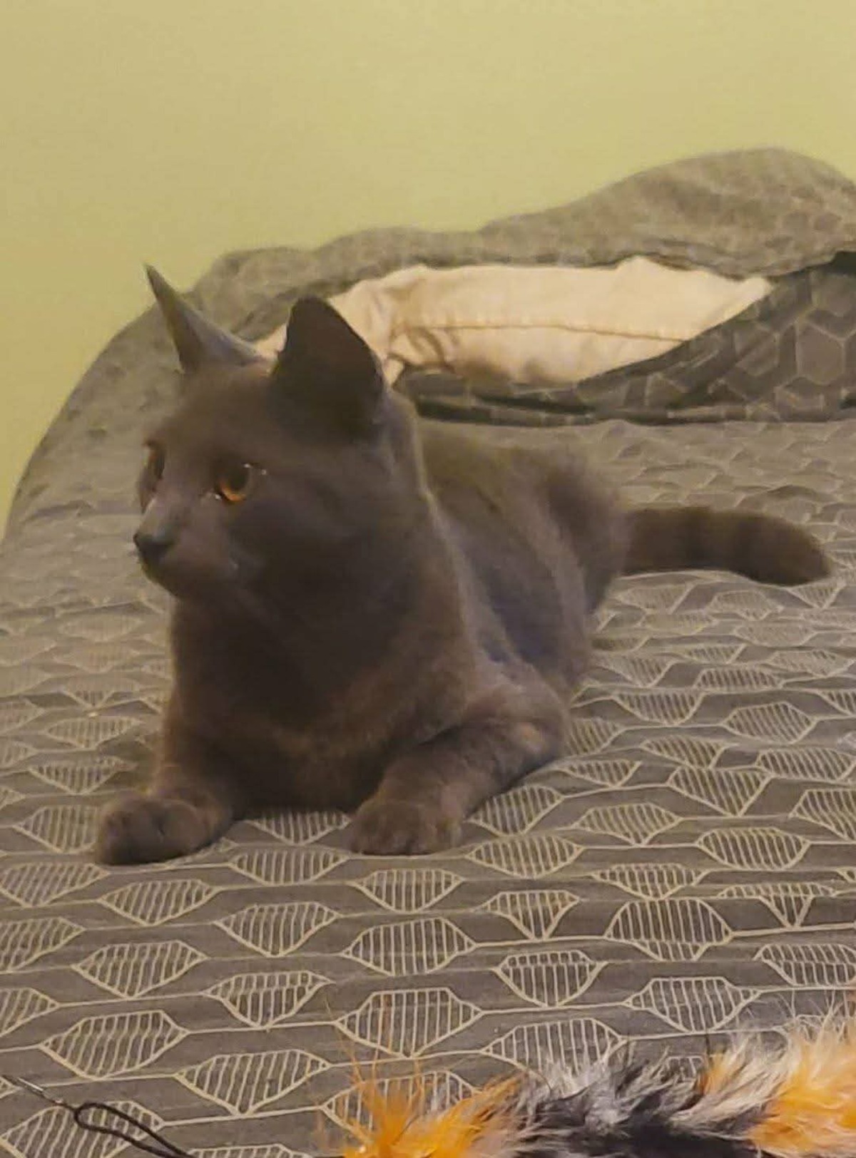 Adoption Grizzy