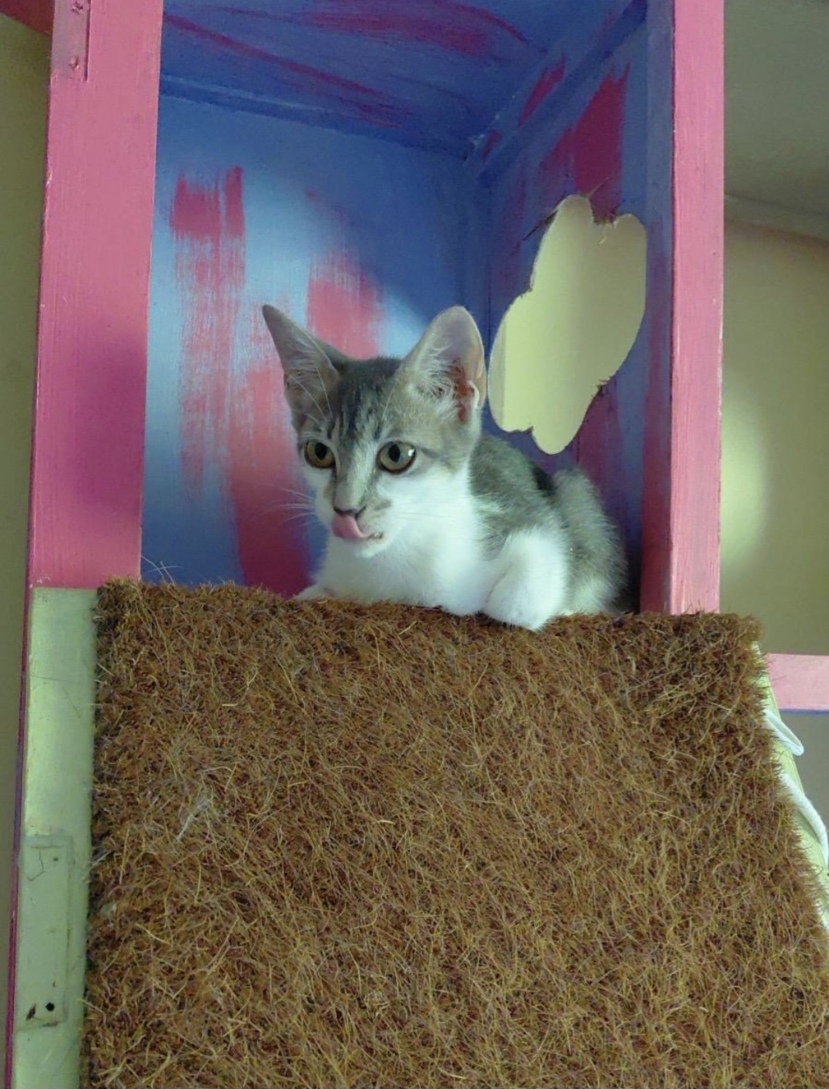Adoption Loulou