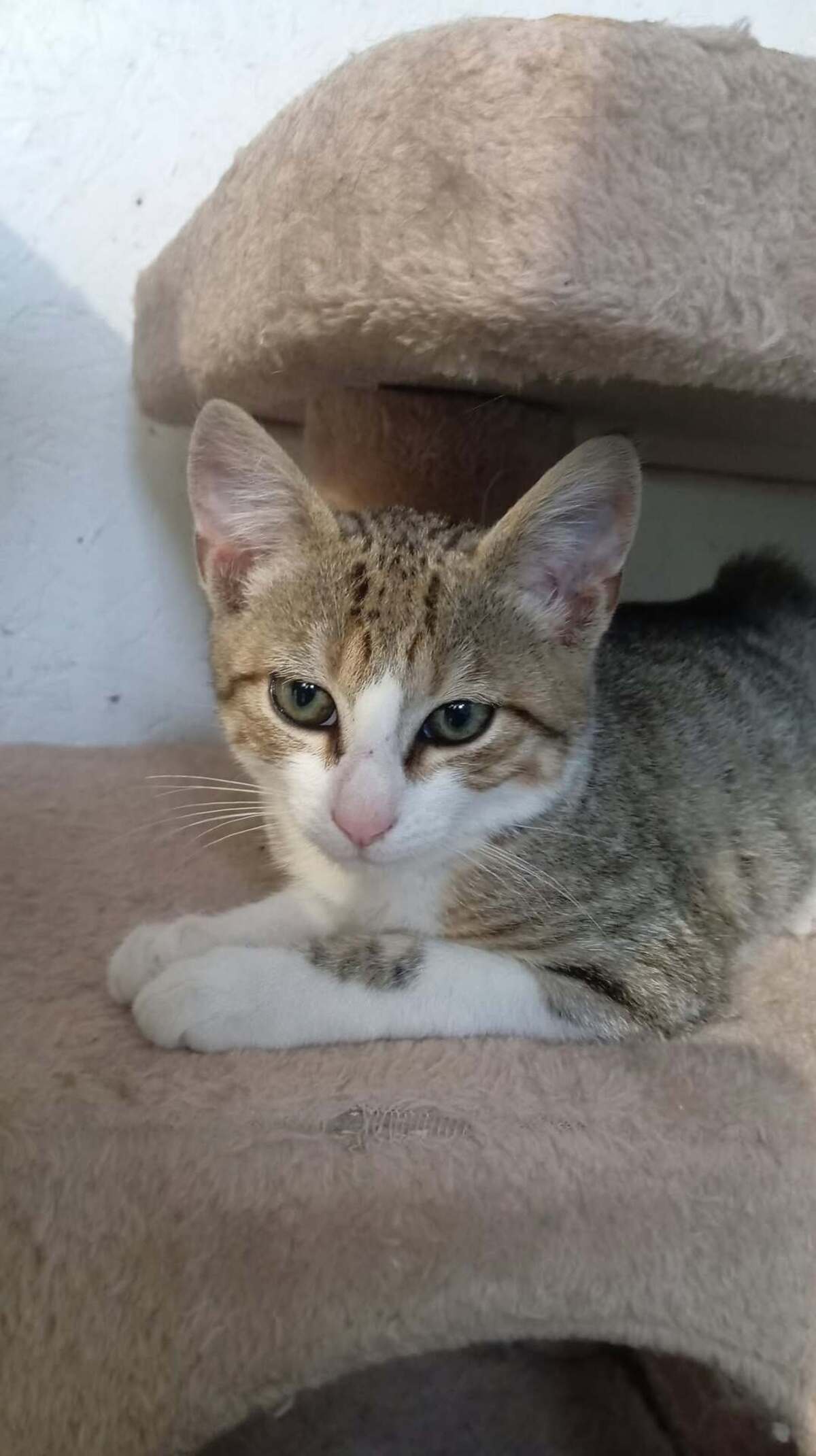 Adoption TITO