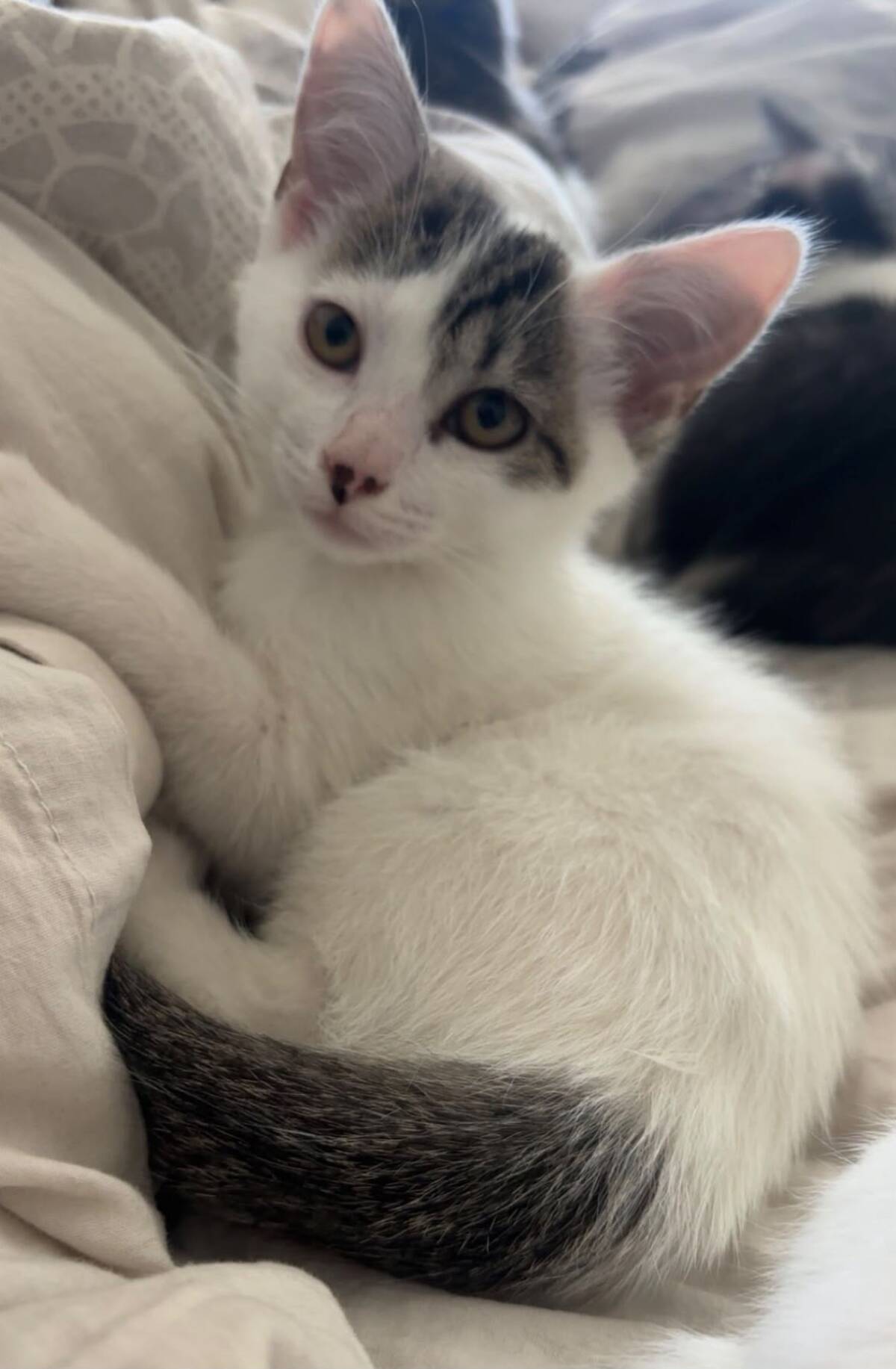 Adoption Jessy