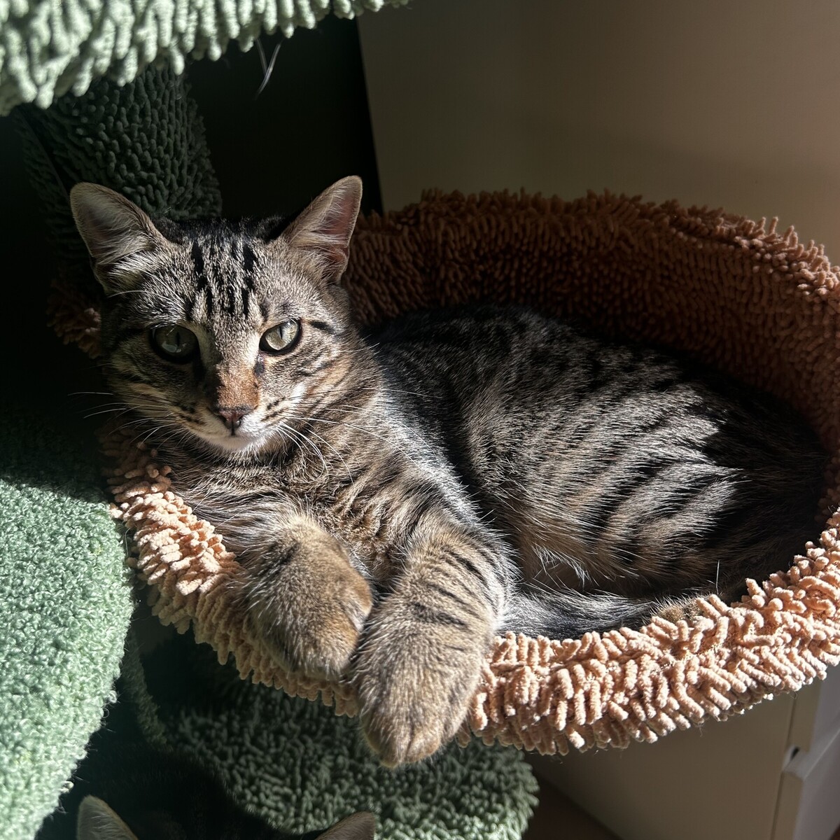 Adoption Gribouille