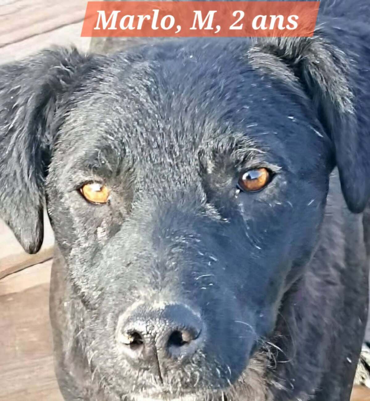 Adoption MARLO