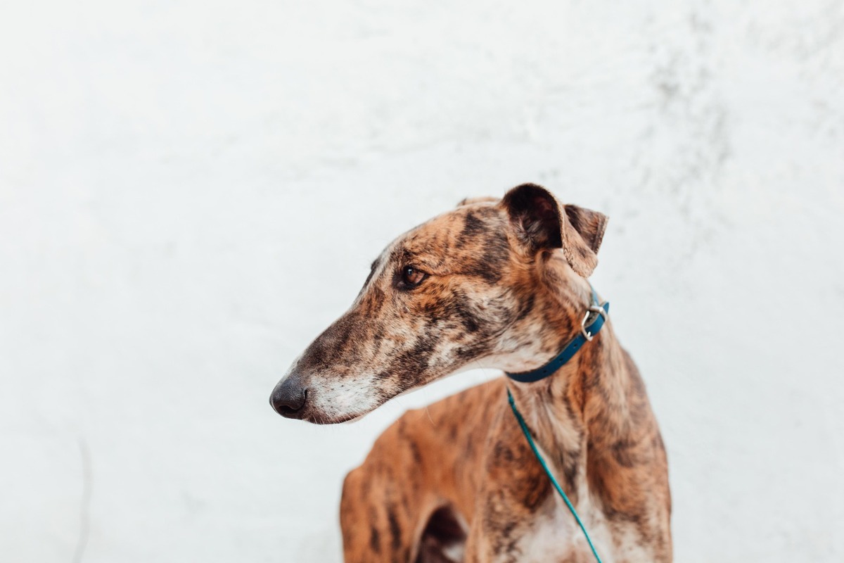 Adoption Juqueton