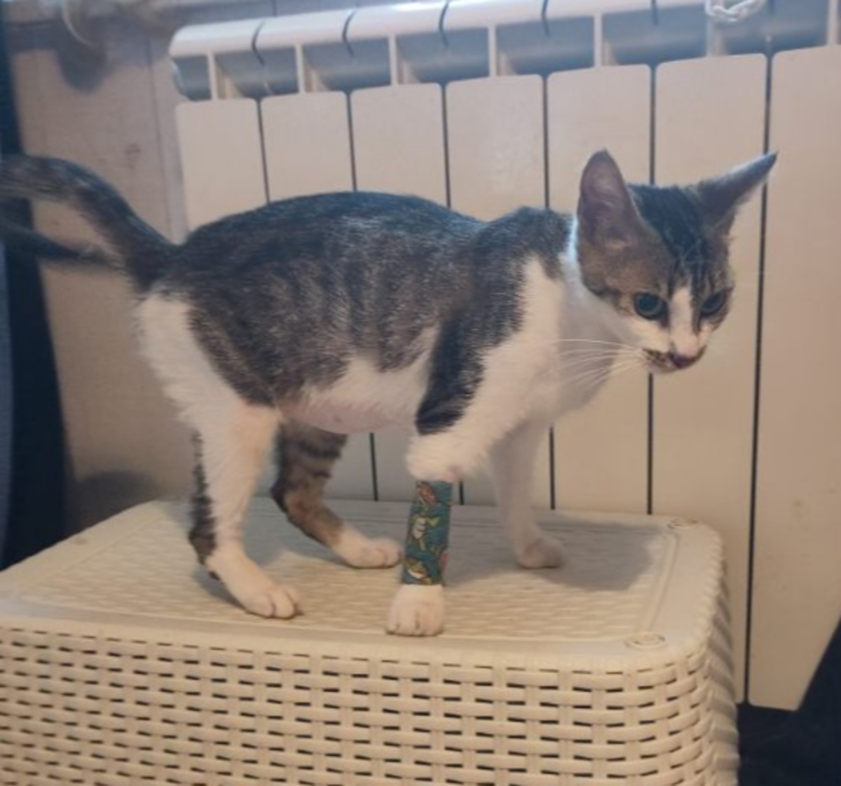 Adoption Alba