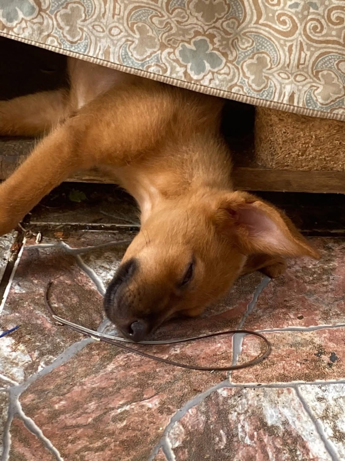 Adoption Bryska