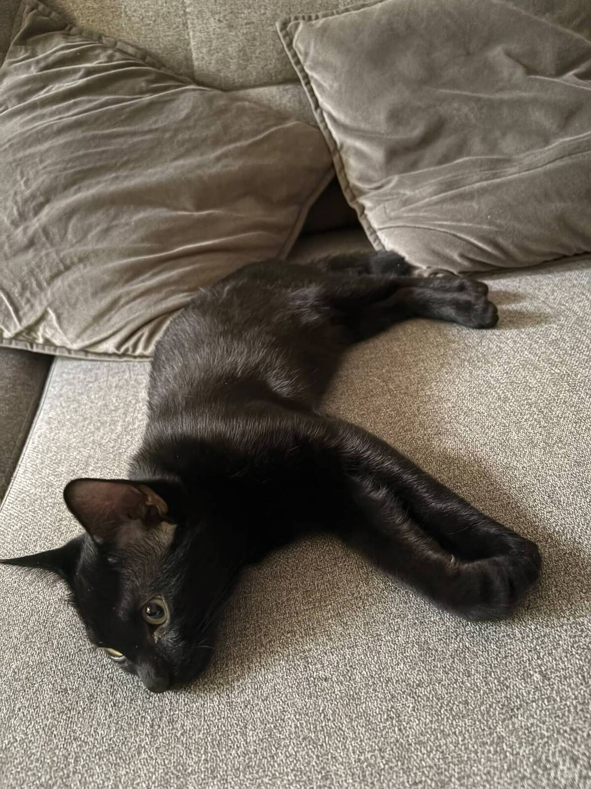 Adoption Odin