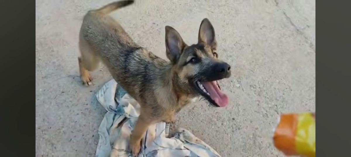 Adoption Yamal