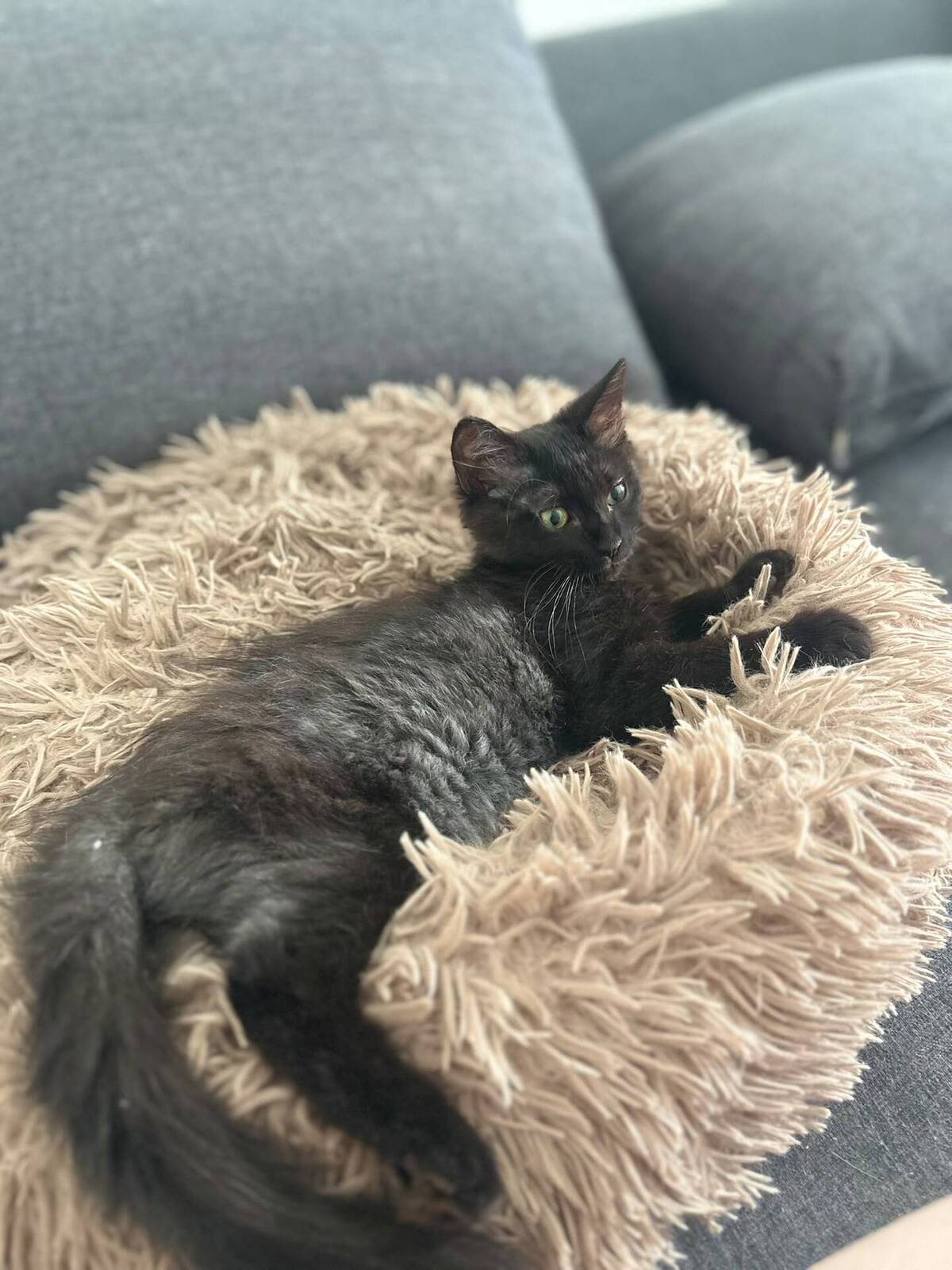 Adoption Lisette