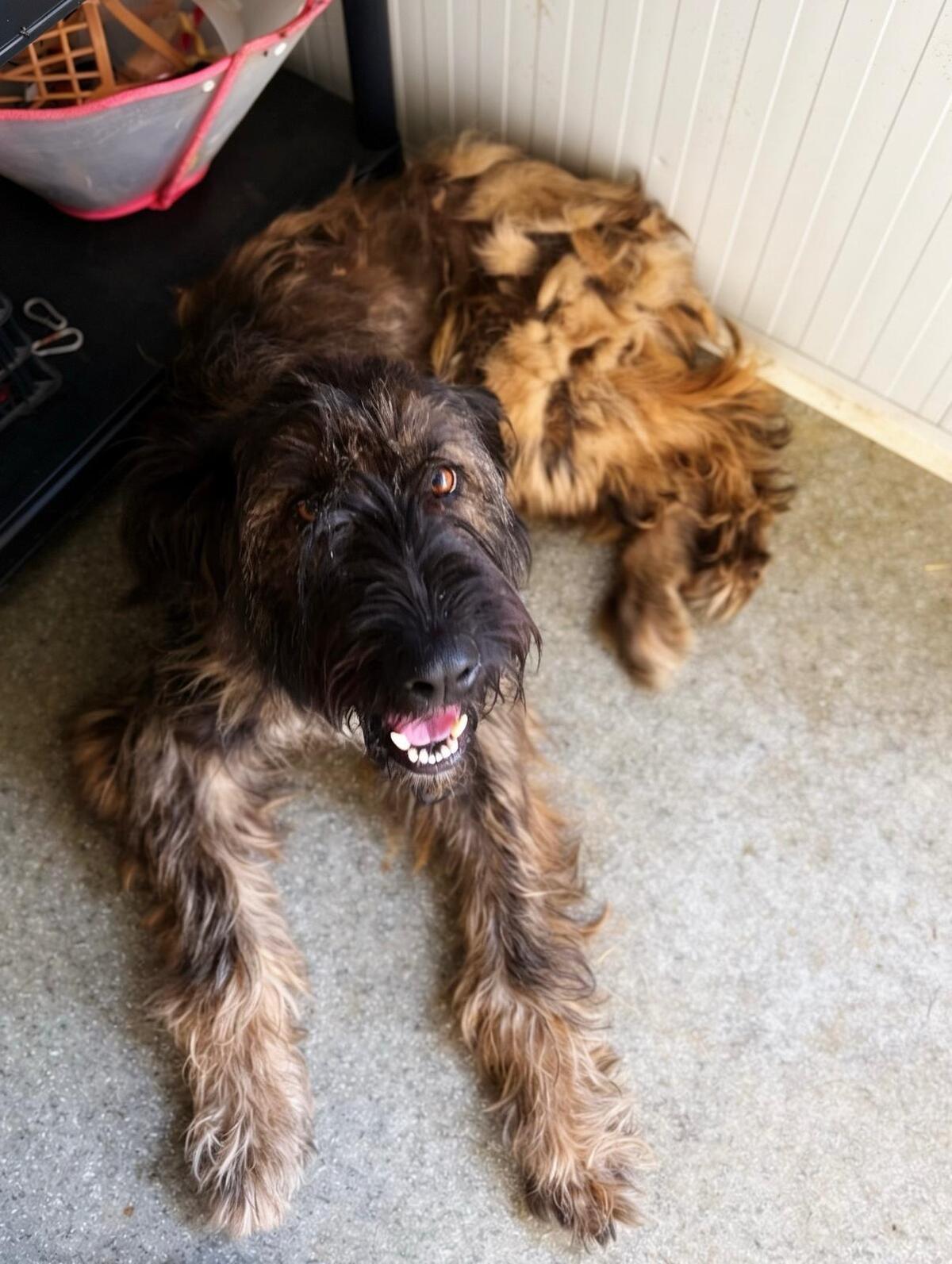 Adoption Candie