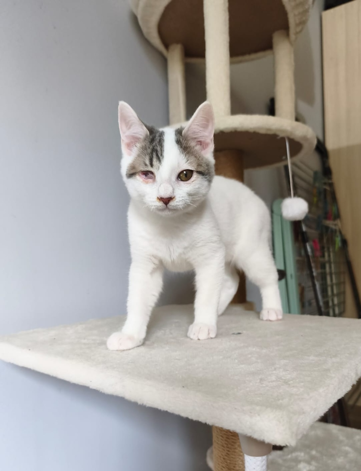 Adoption Paolo