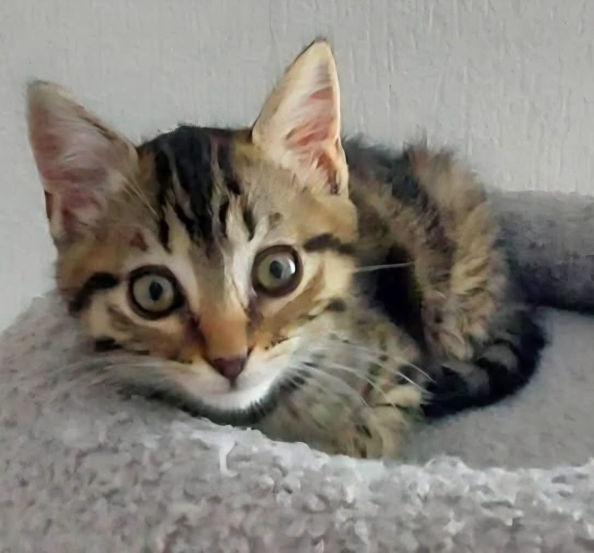 Adoption Sterenn 
