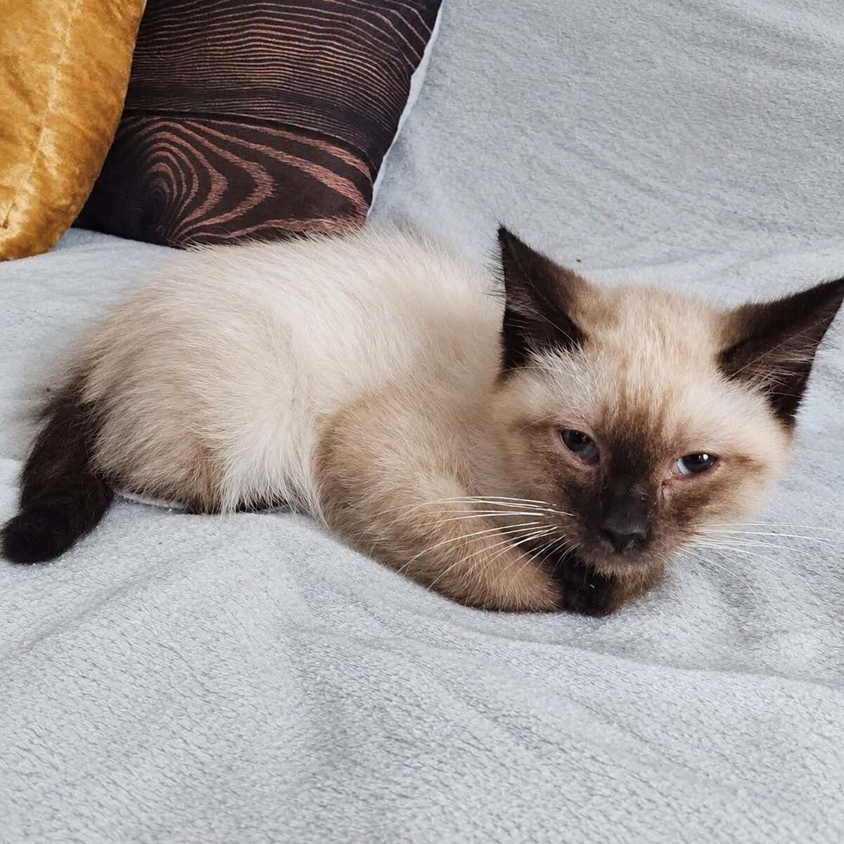 Adoption Coco 
