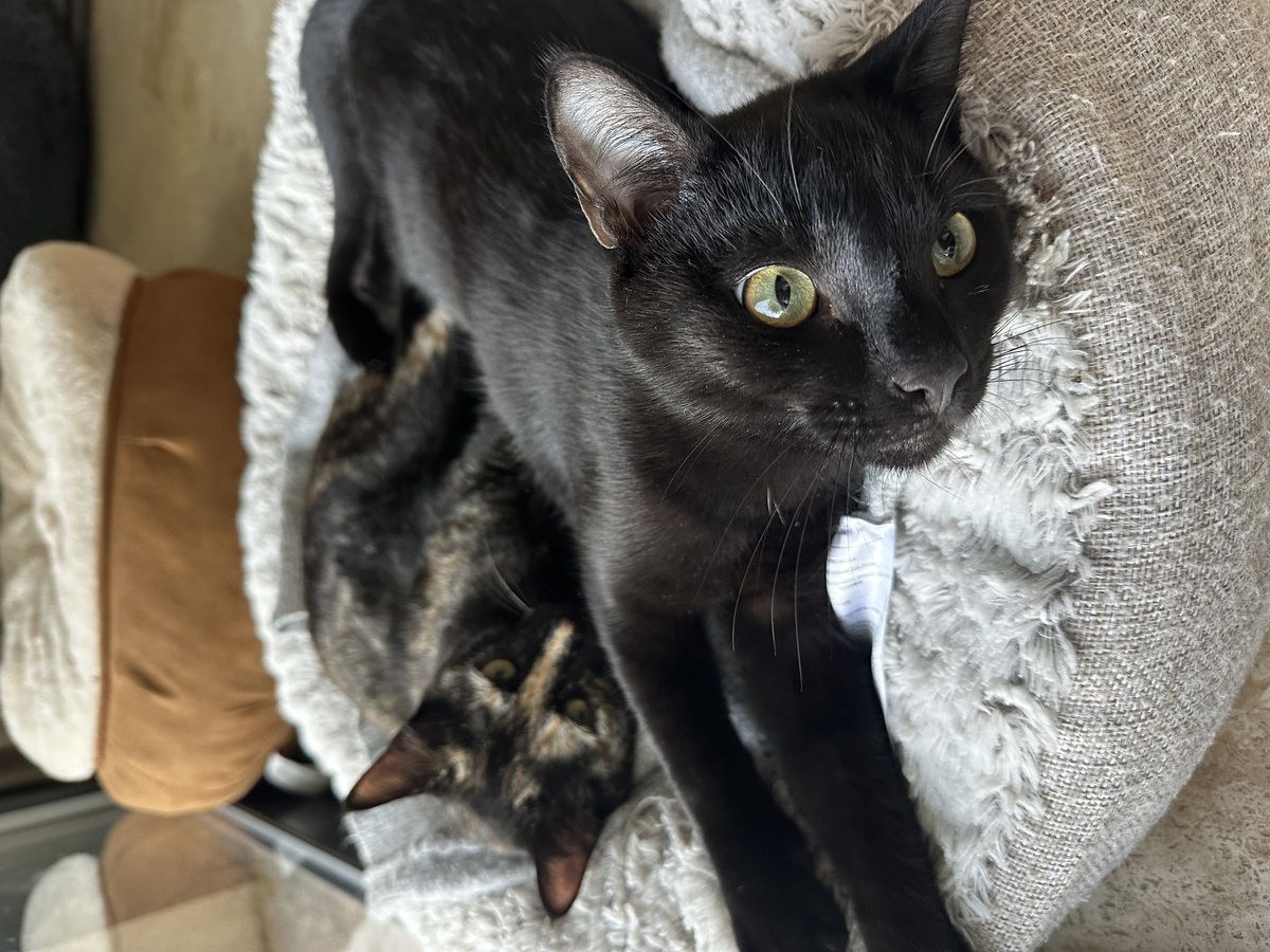 Adoption Jasmin et Marguerite