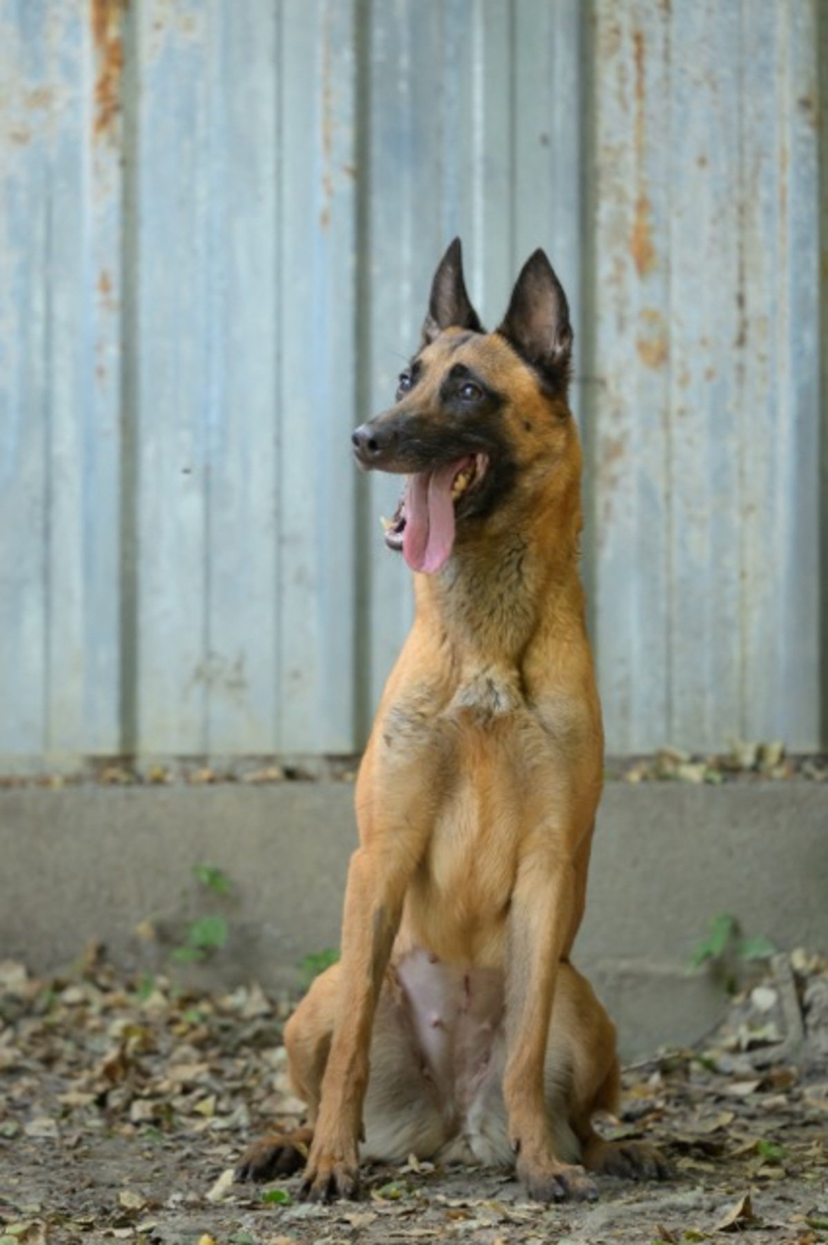 Adoption India