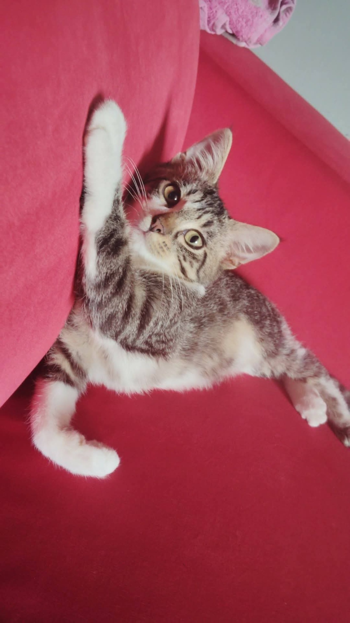 Adoption Bordeaux 