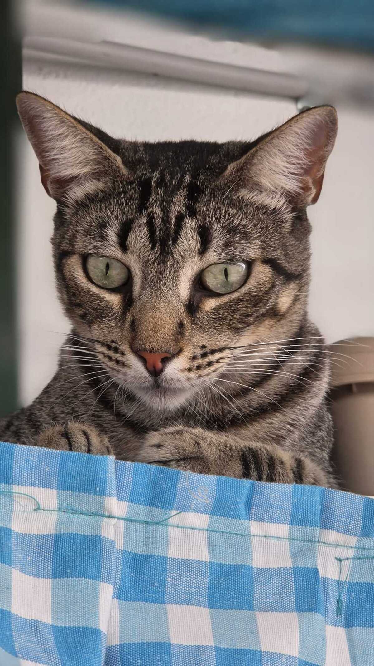 Adoption PEGGY