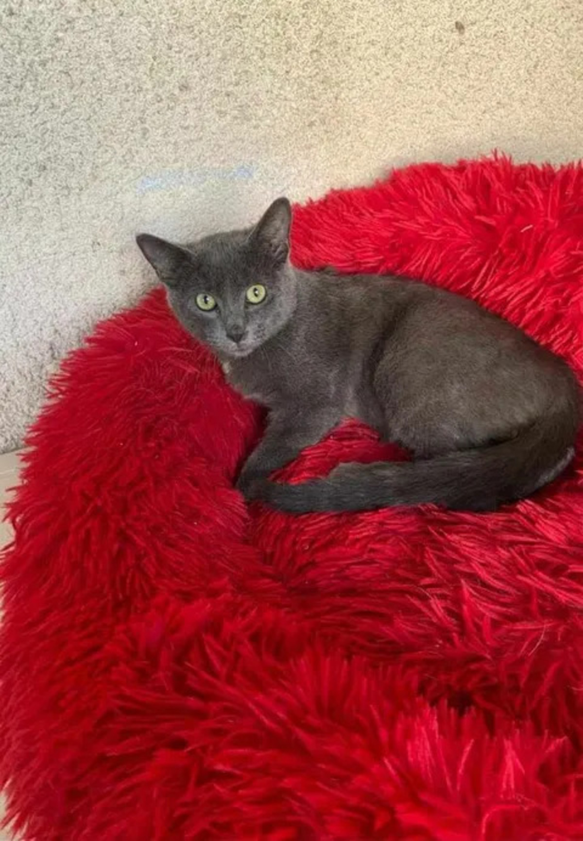 Adoption Bobby