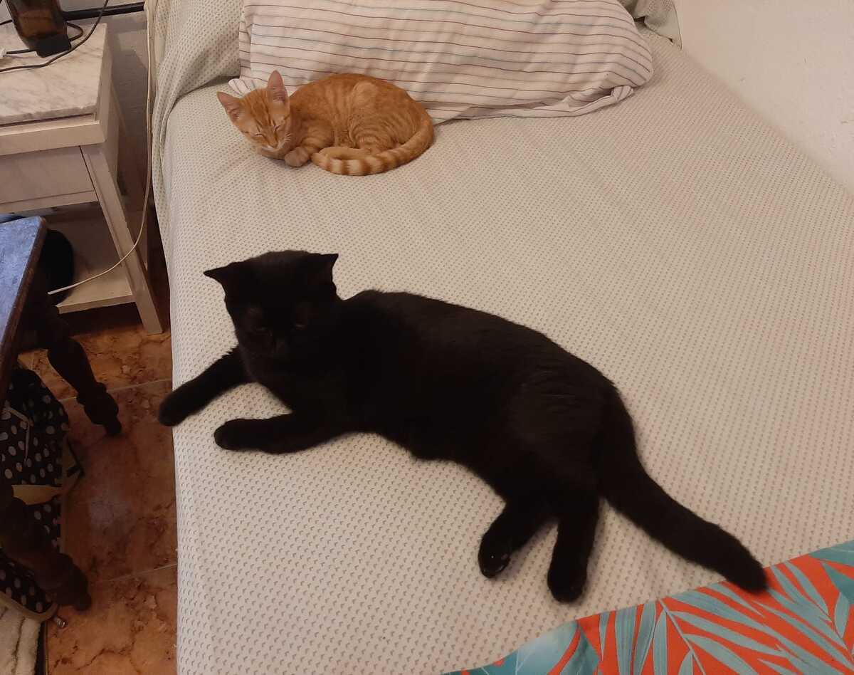 Adoption Alvin