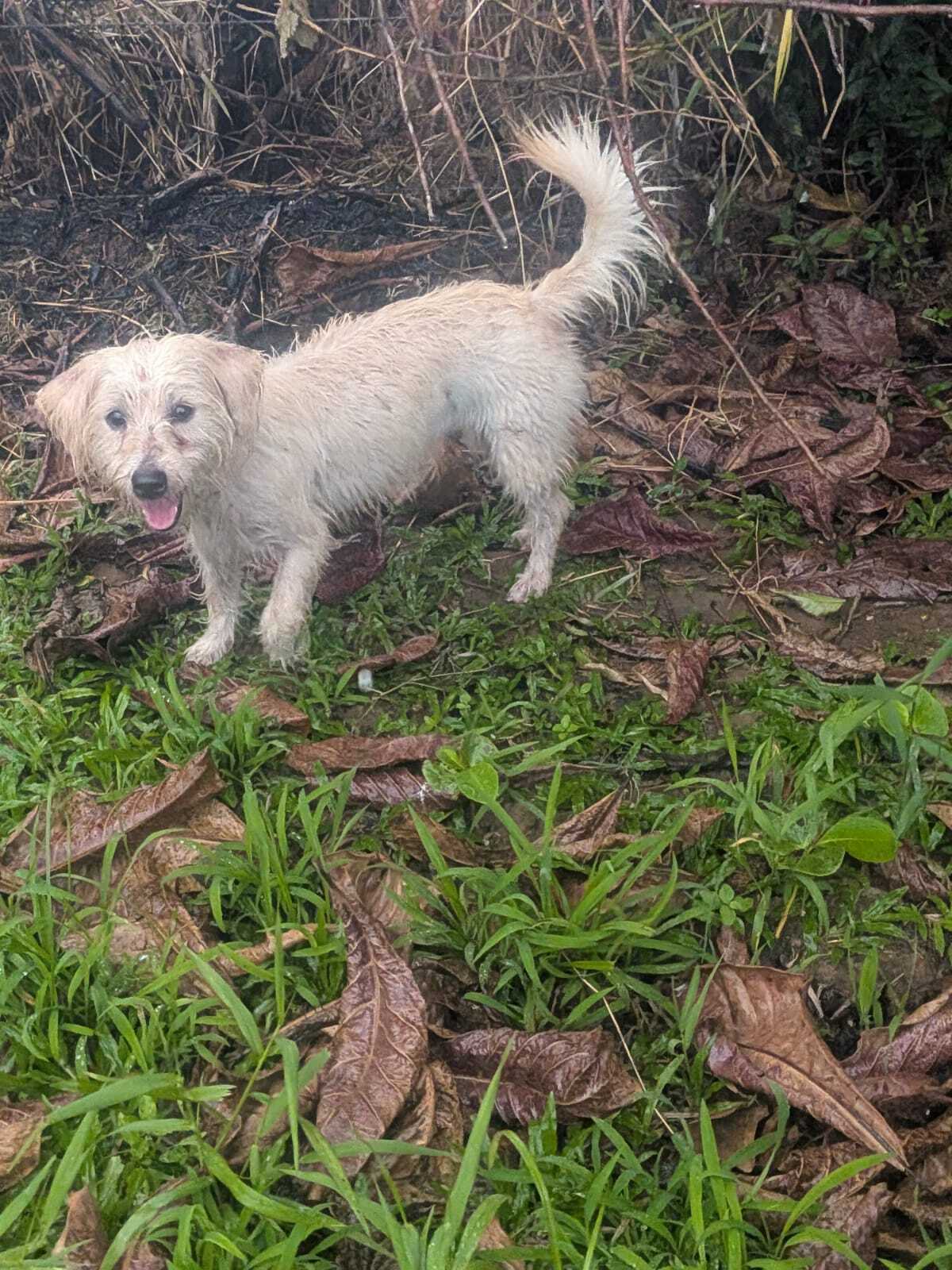Adoption Kibi