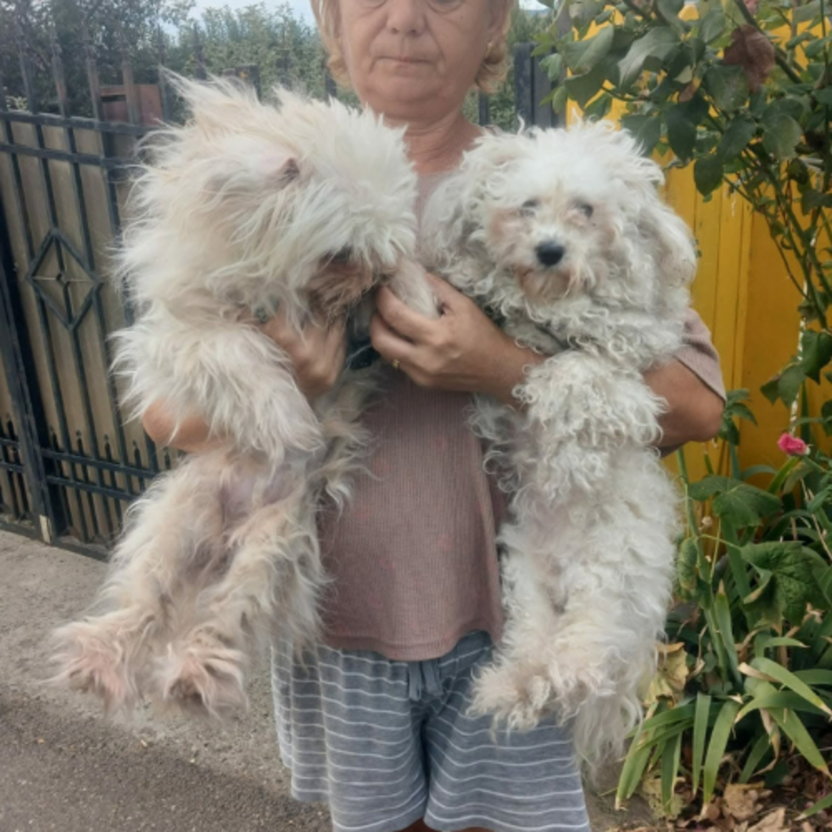 Adoption CAFELUTA