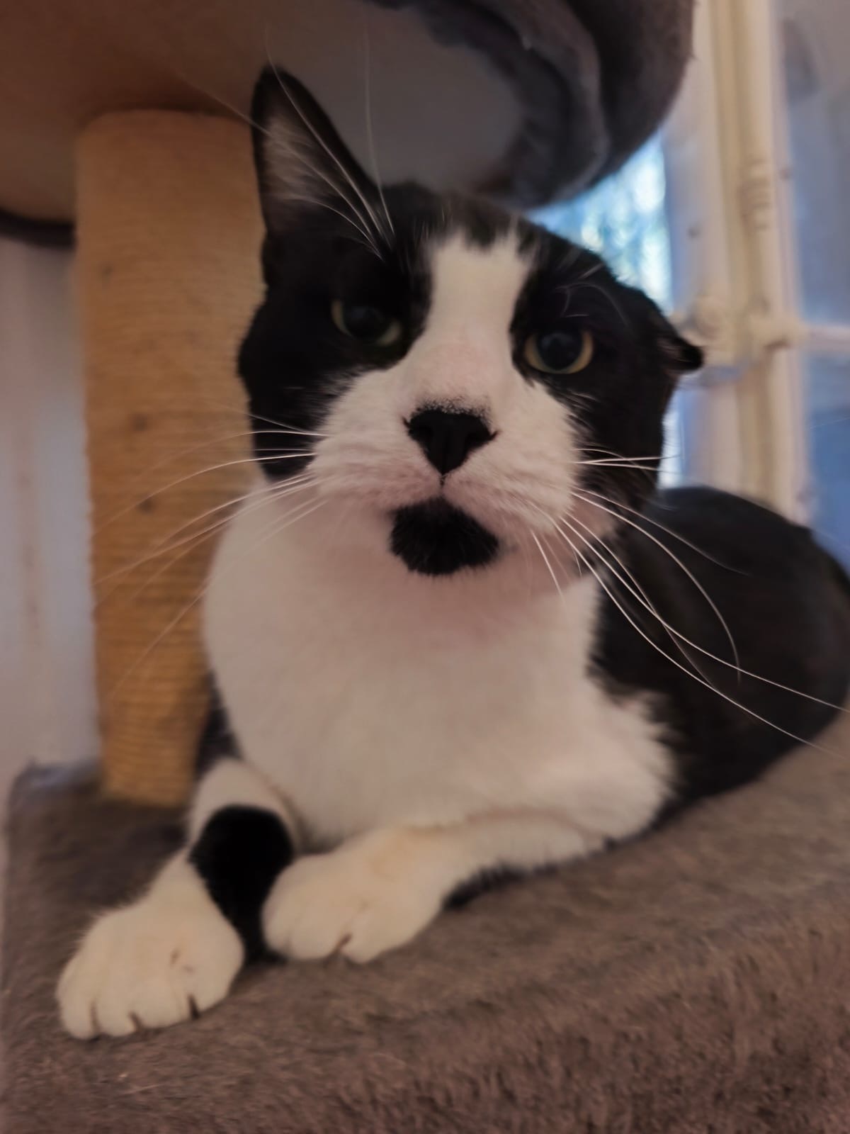 Adoption Lucky