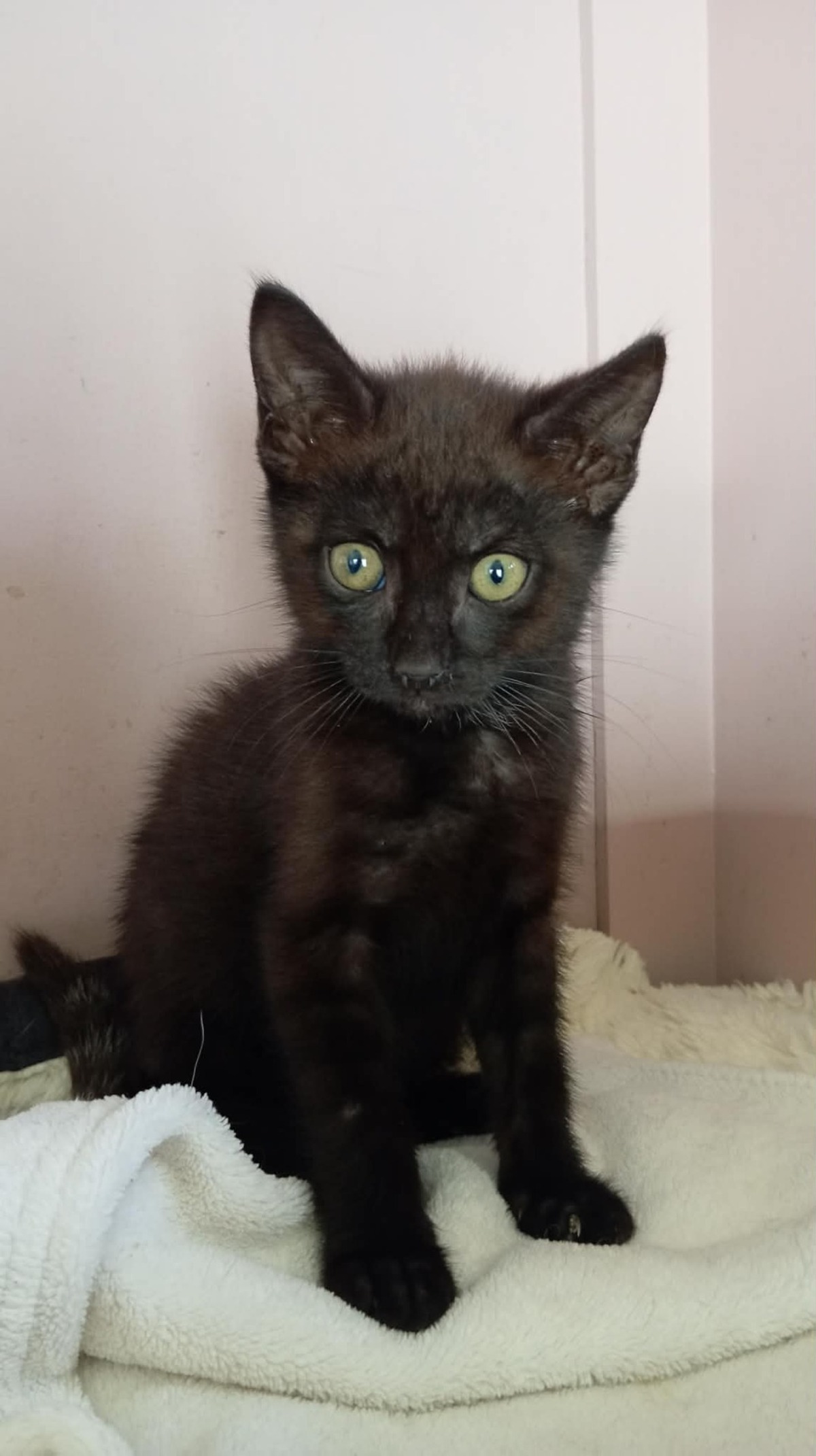 Adoption DIABOLO