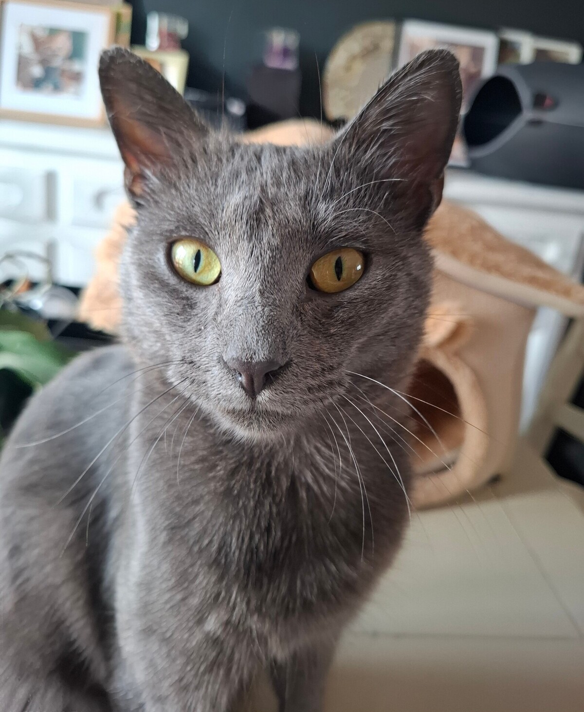 Adoption BUTANE