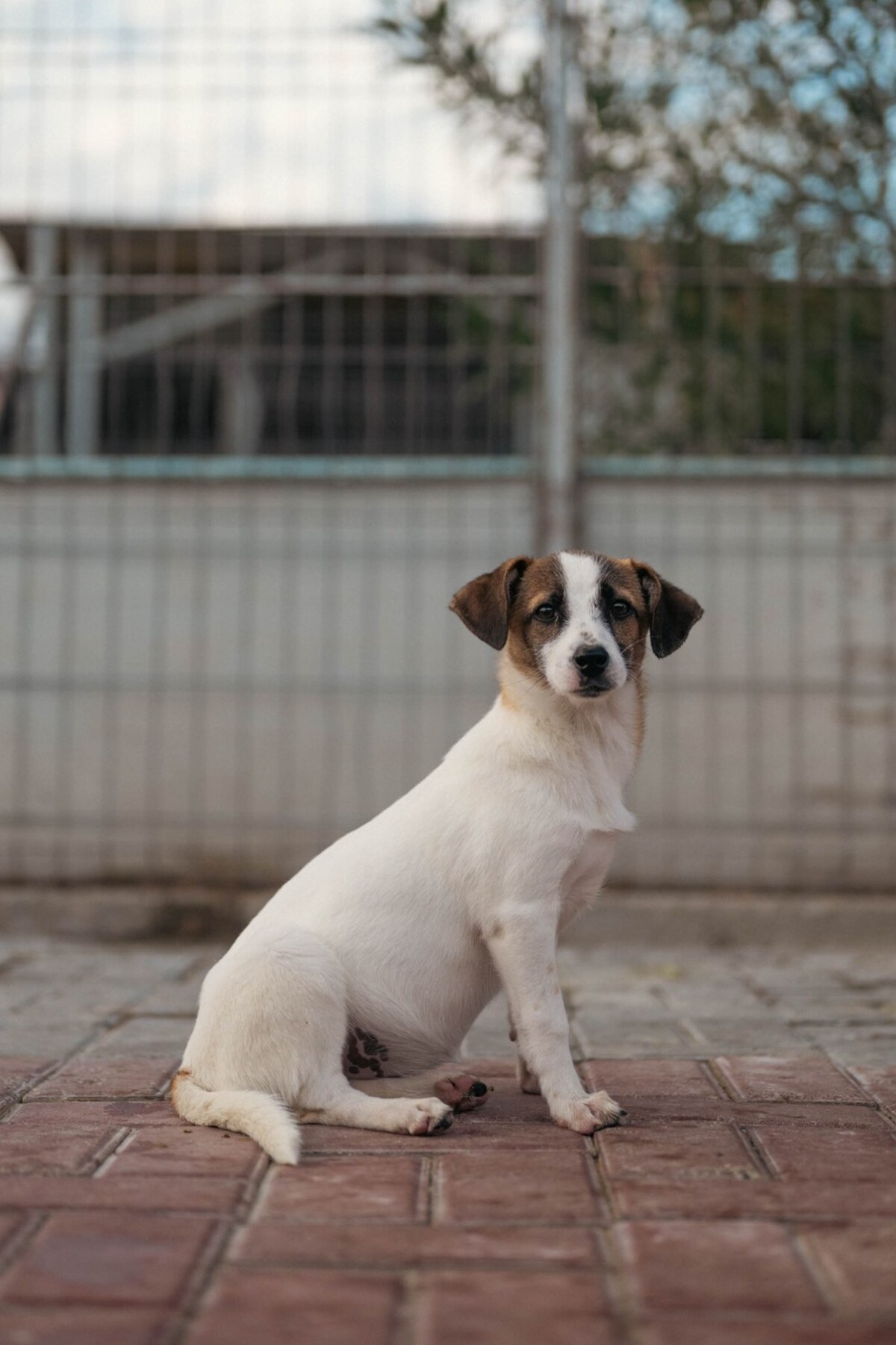 Adoption Mailis