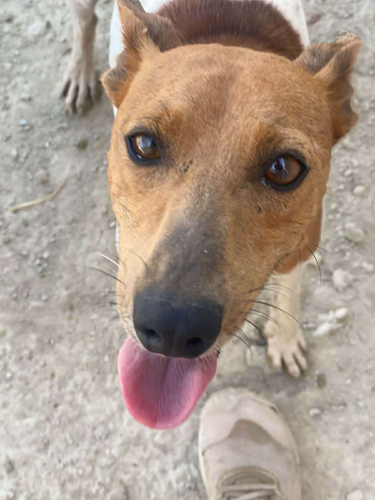 Adoption Peter pan 