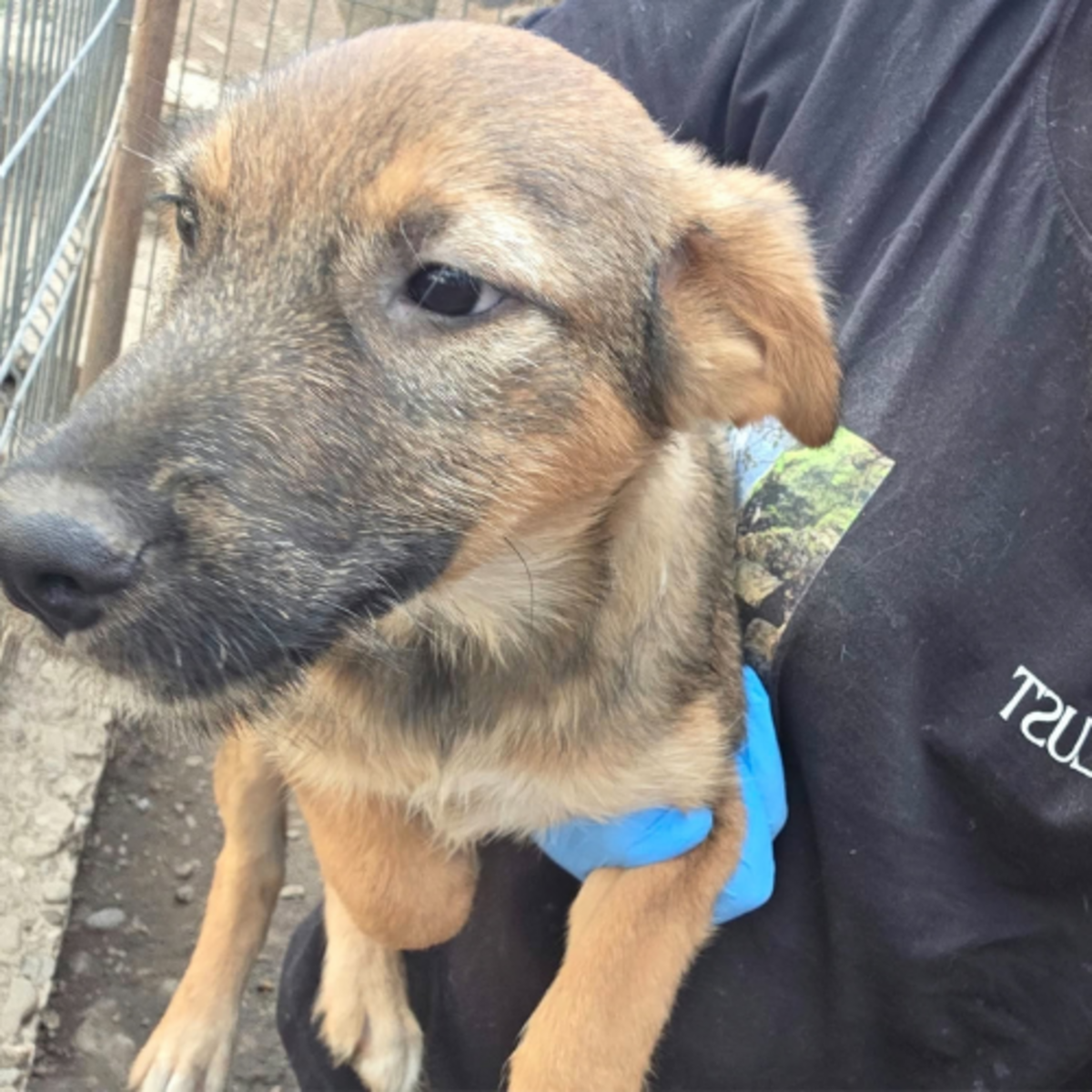 Adoption Taiss
