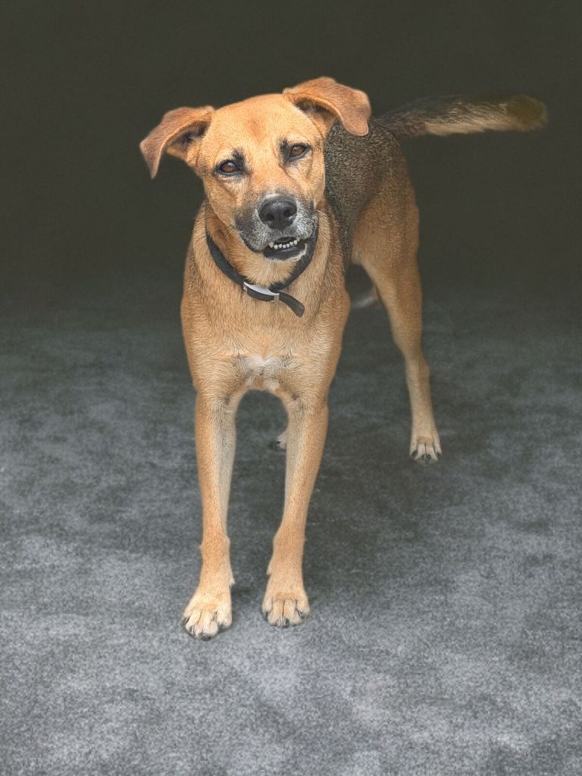 Adoption Fakir
