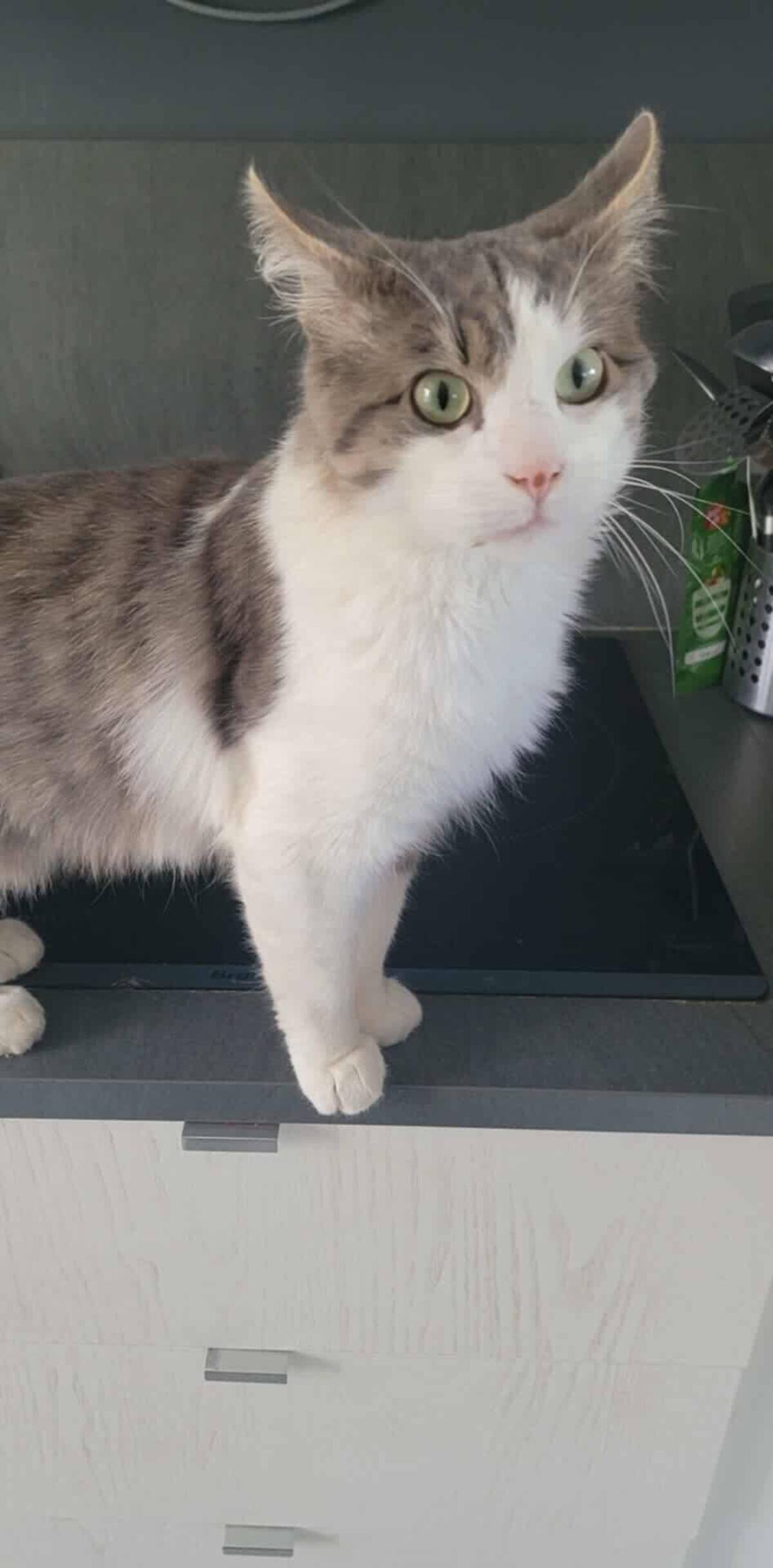 Adoption Sylvestre