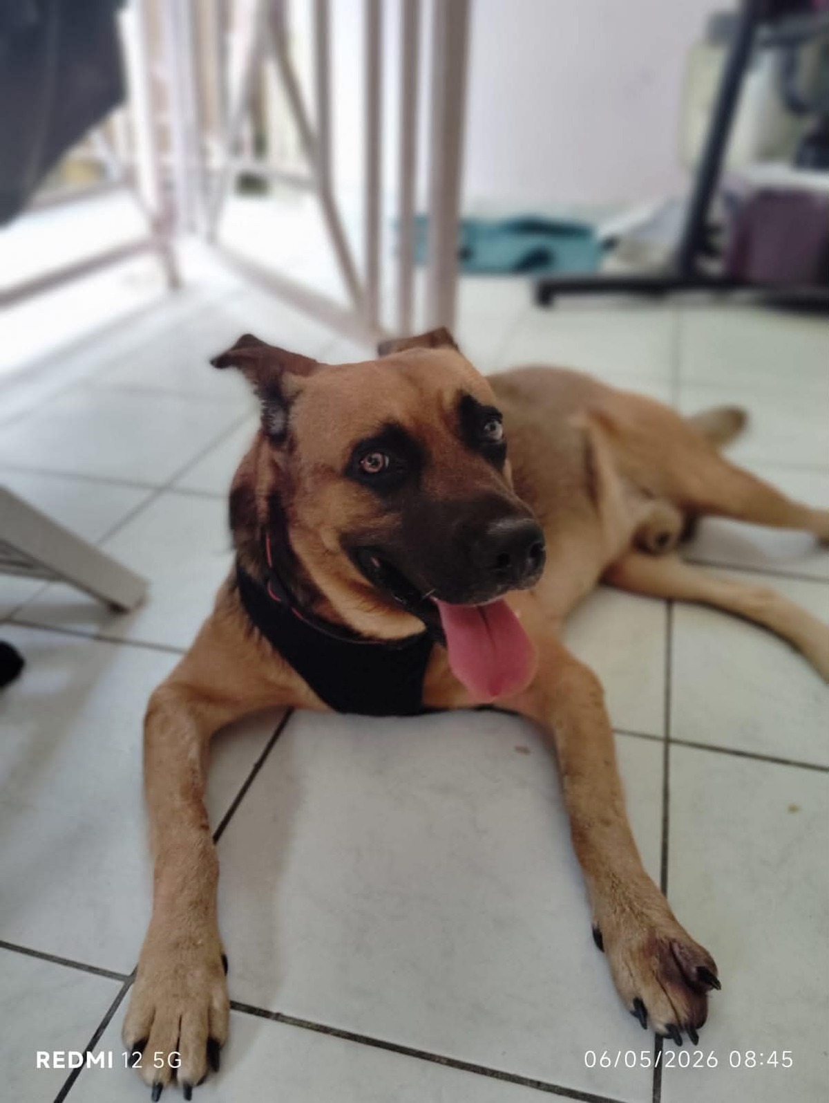 Adoption Karamelo