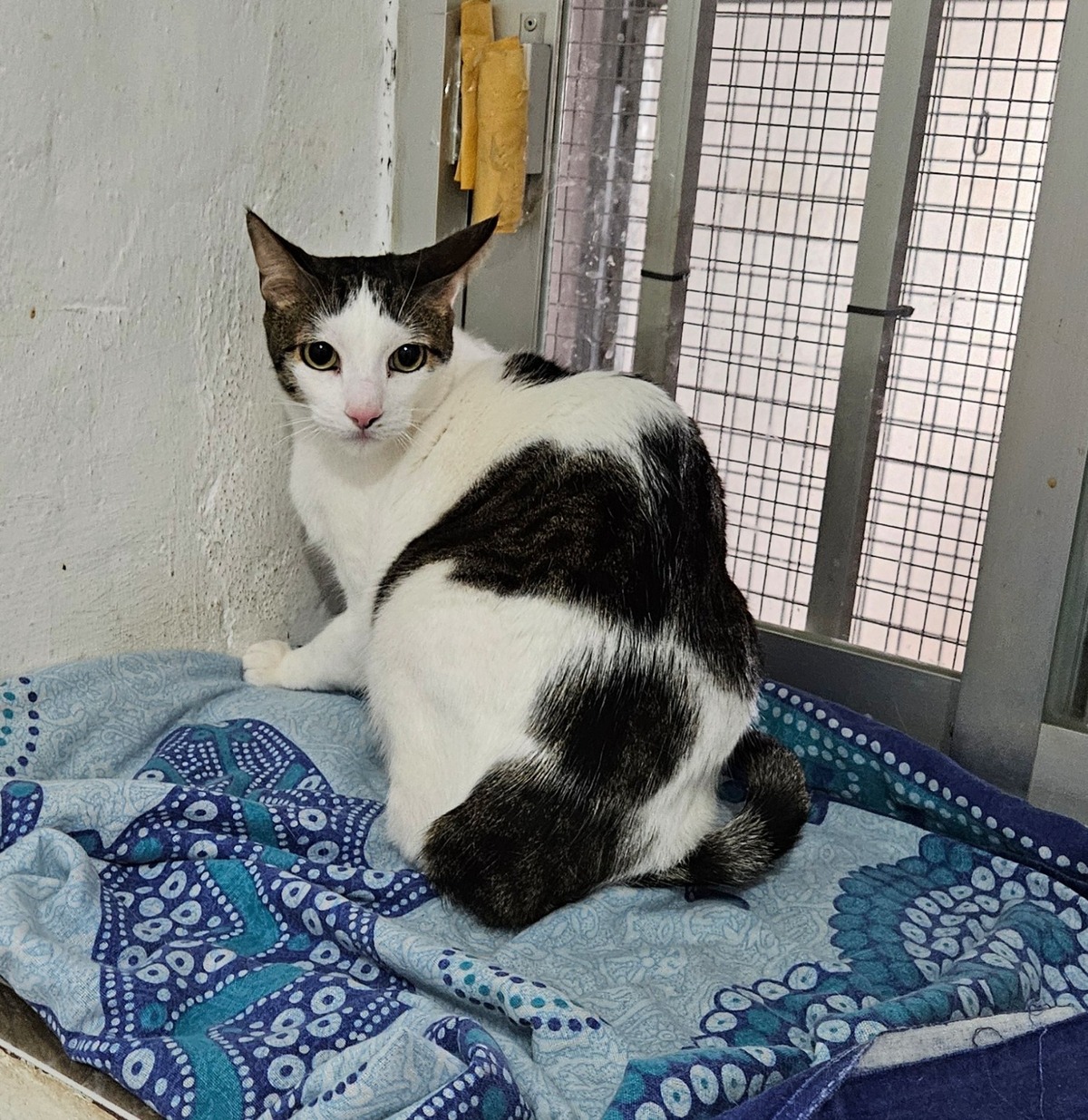 Adoption Pipo et Felipe