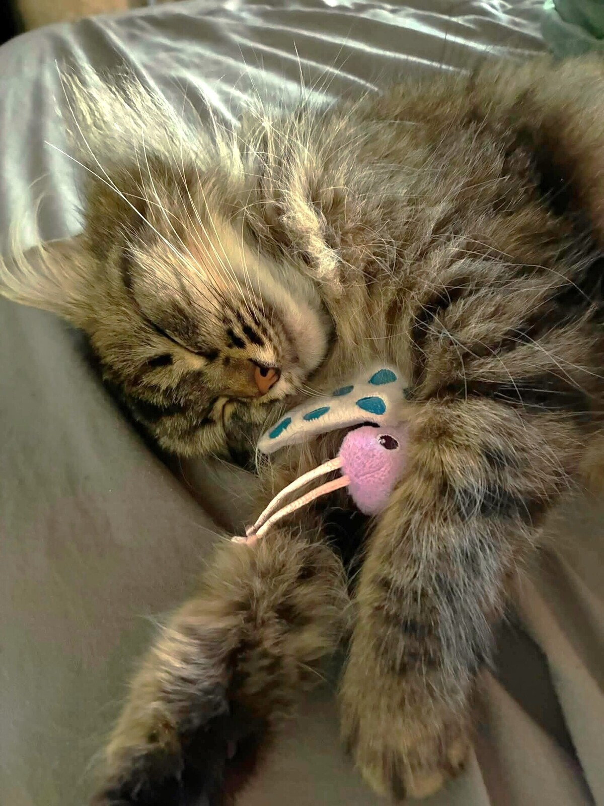 Adoption Tilie
