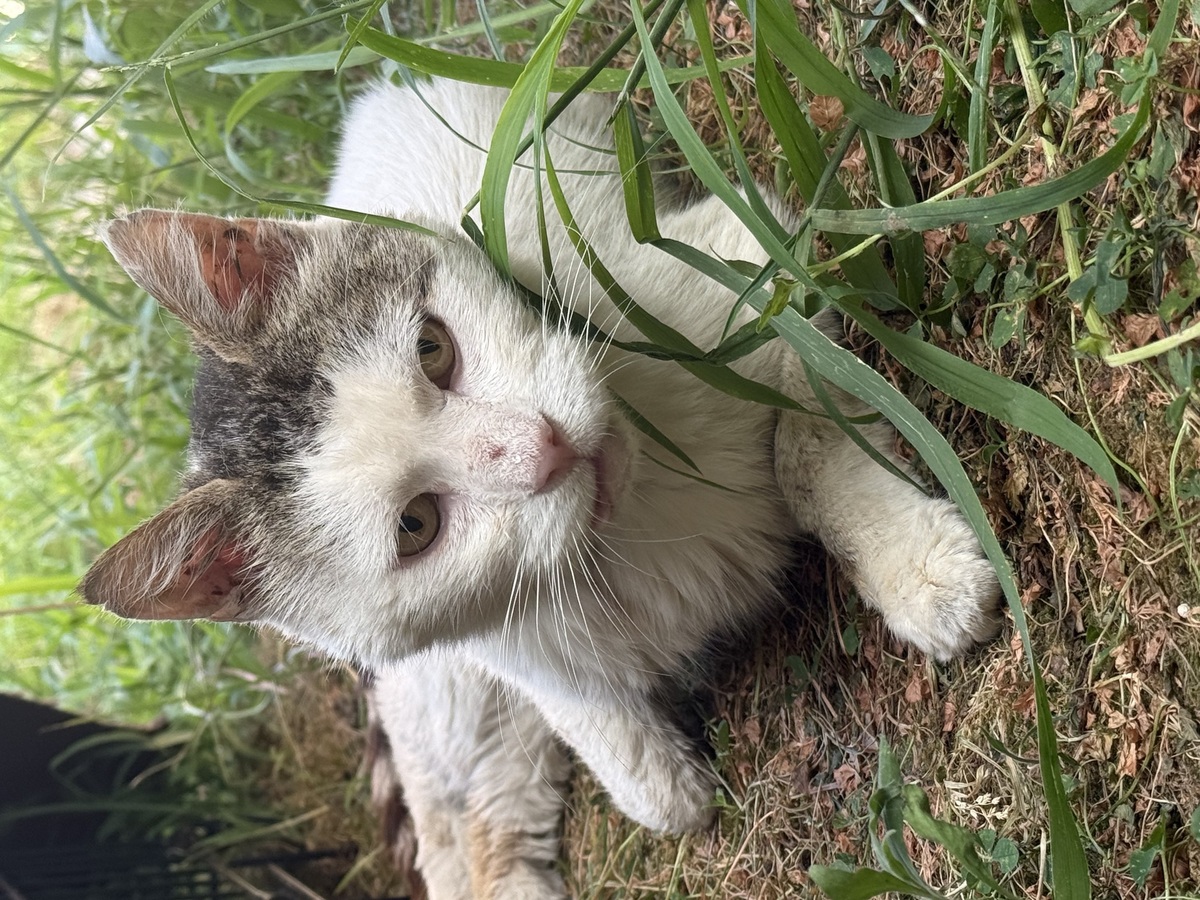 Adoption Marco