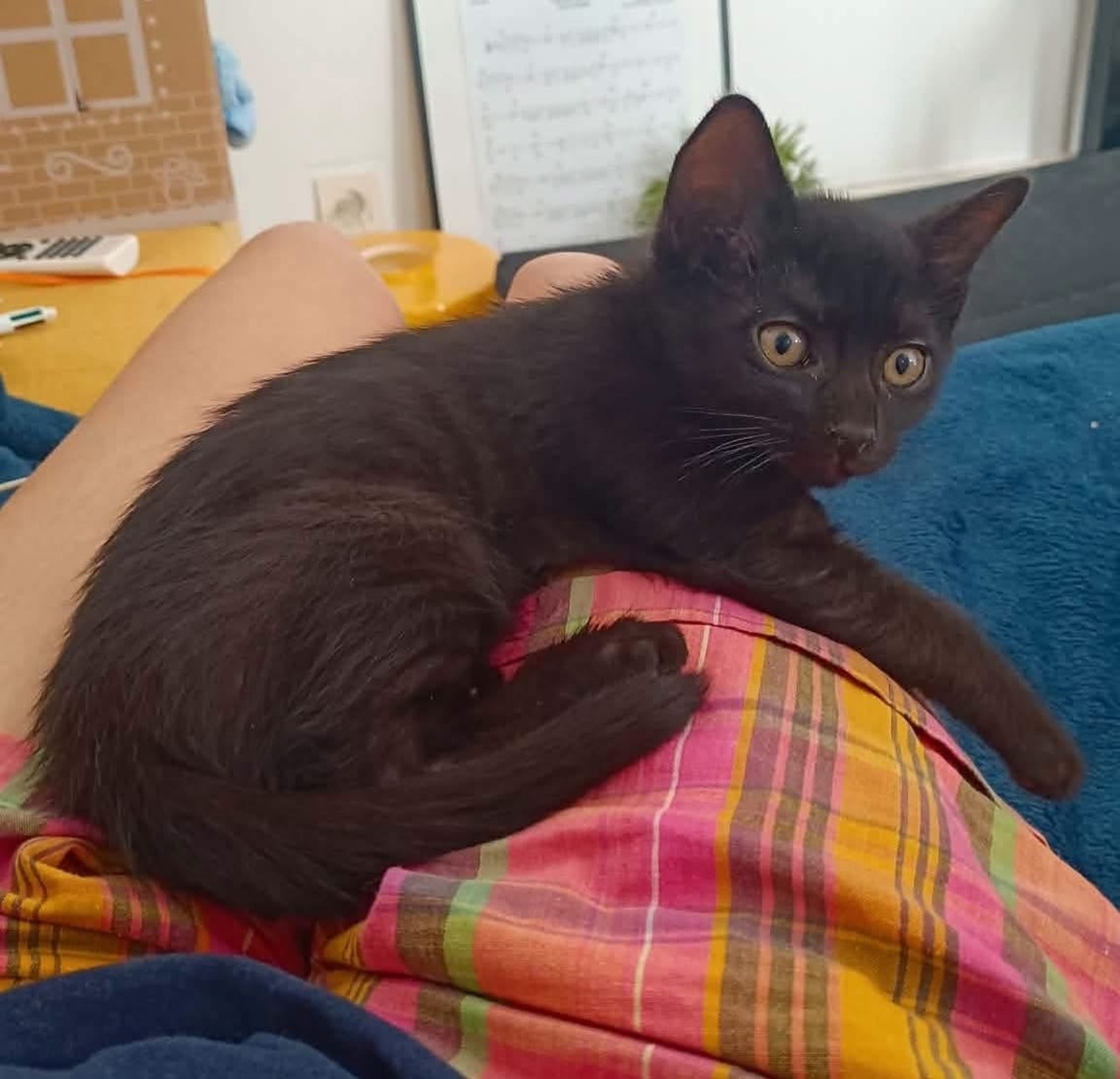 Adoption GUINNESS
