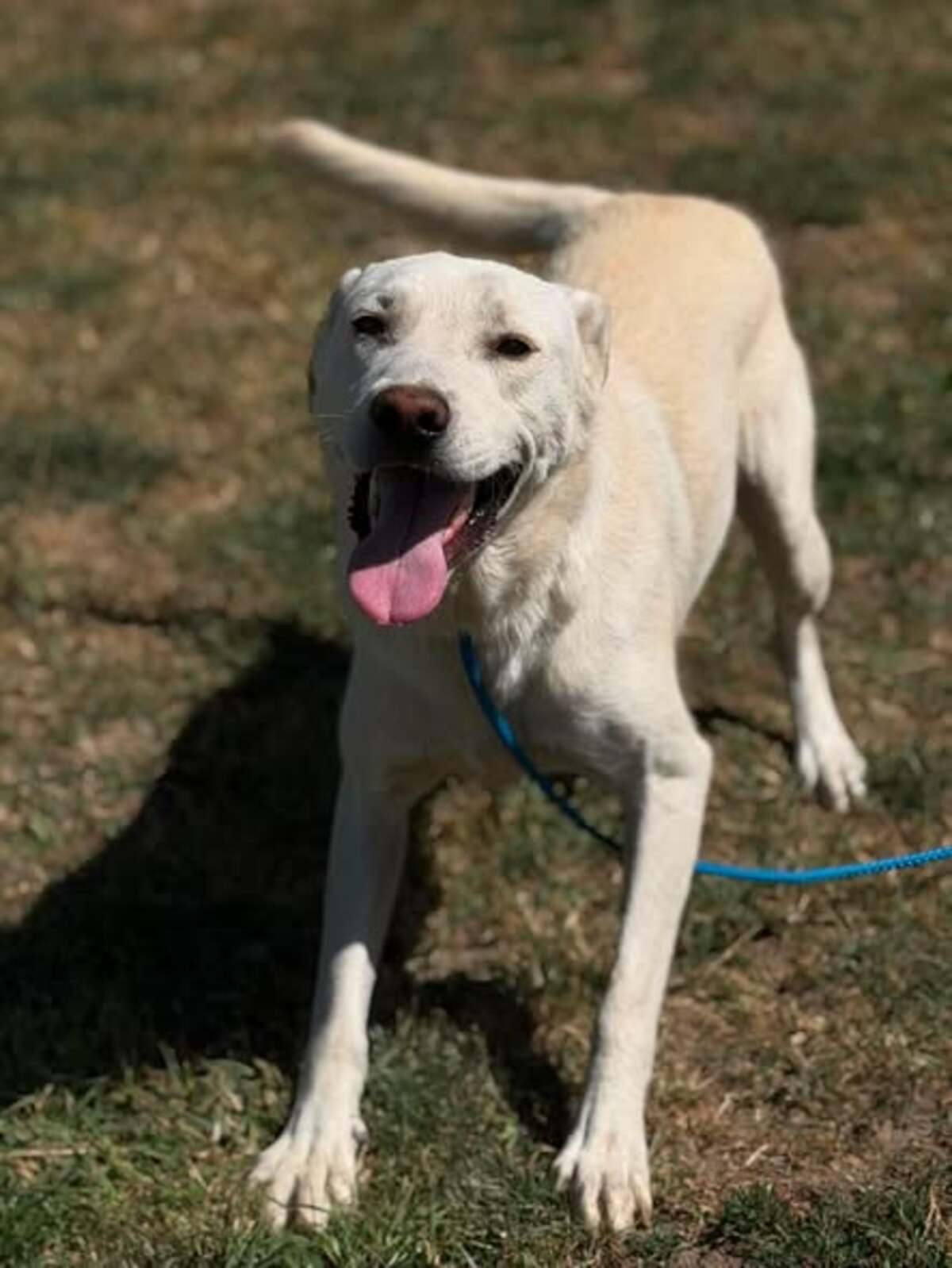 Adoption Solis