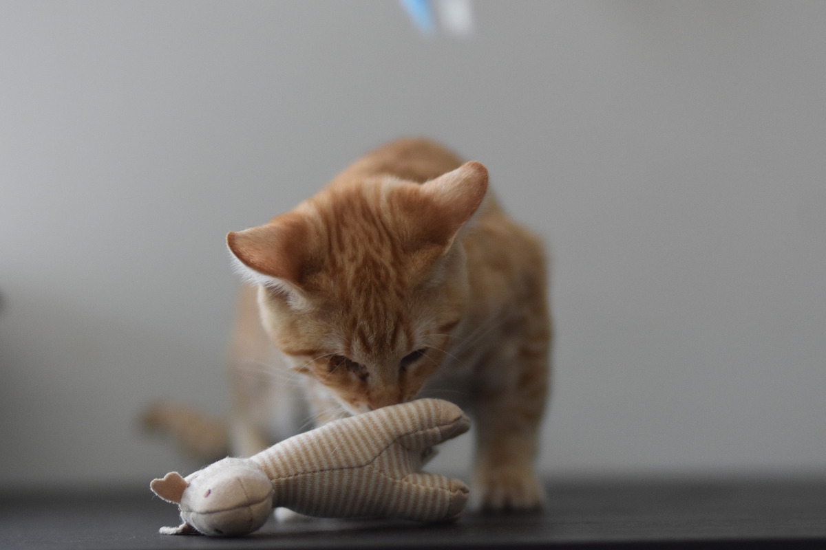 Adoption Tharsis